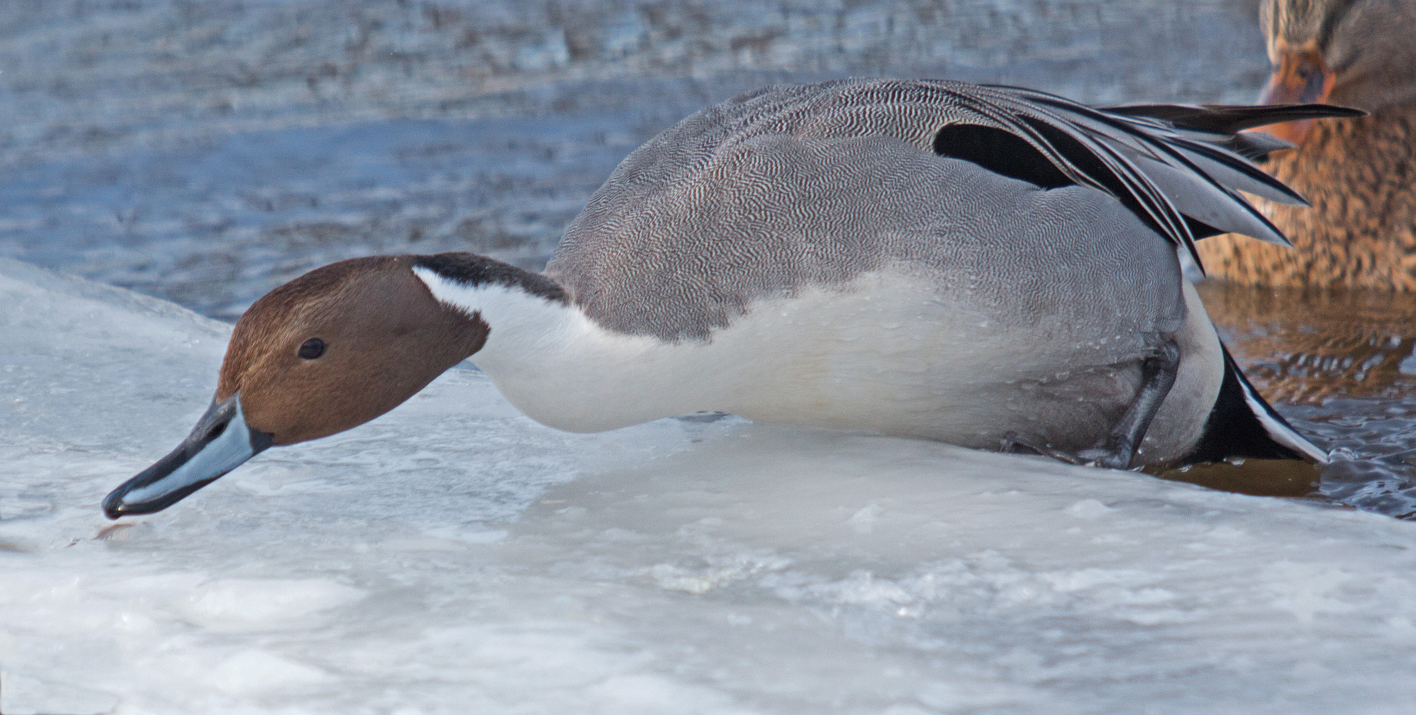 Canon EF 70-200mm F2.8L USM sample photo. Northern pintail on ice photography