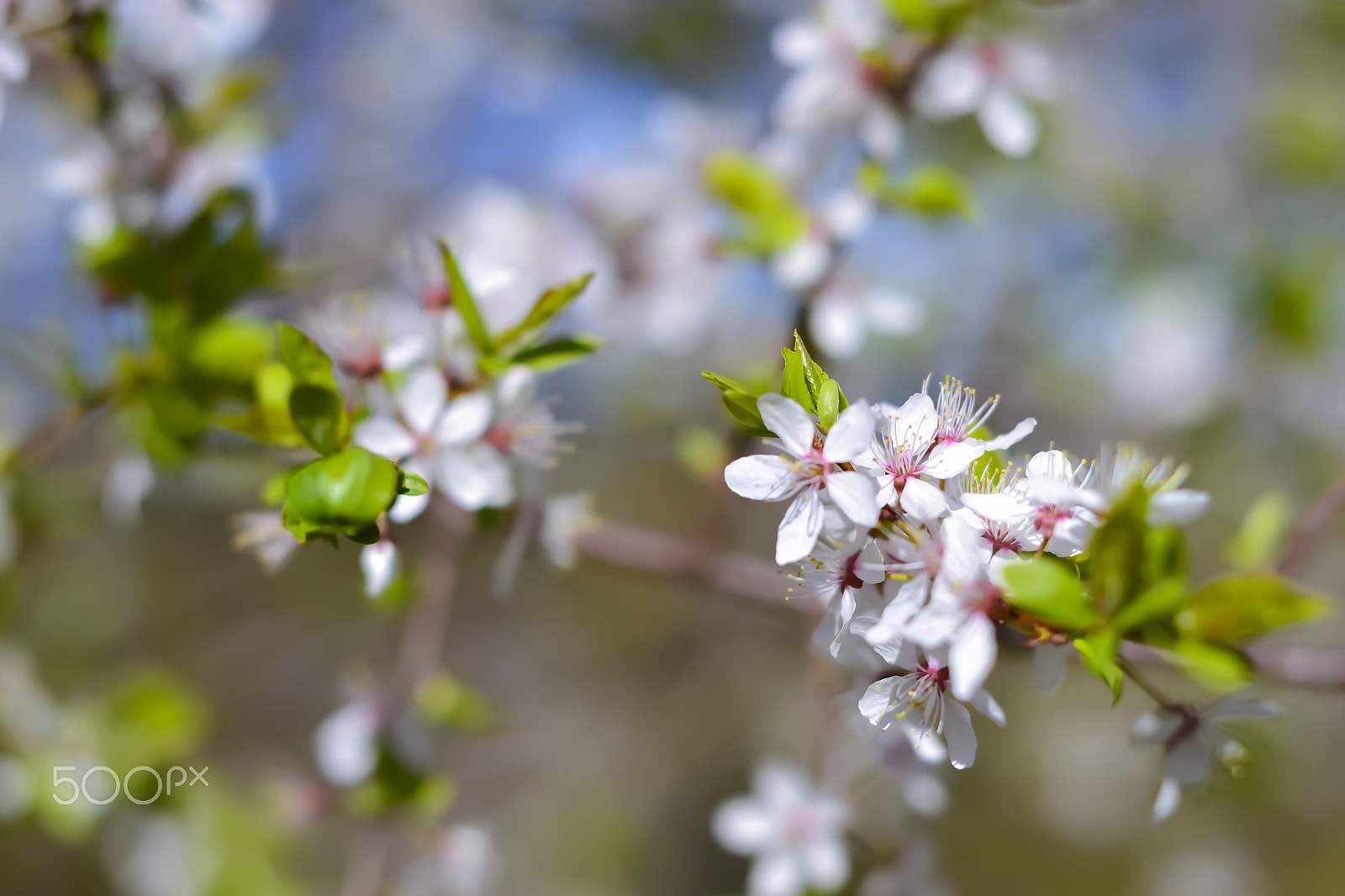 Nikon D3100 + Sigma 50mm F1.4 EX DG HSM sample photo. Pink spring blurred background, sakura cherry blooms, early spri photography