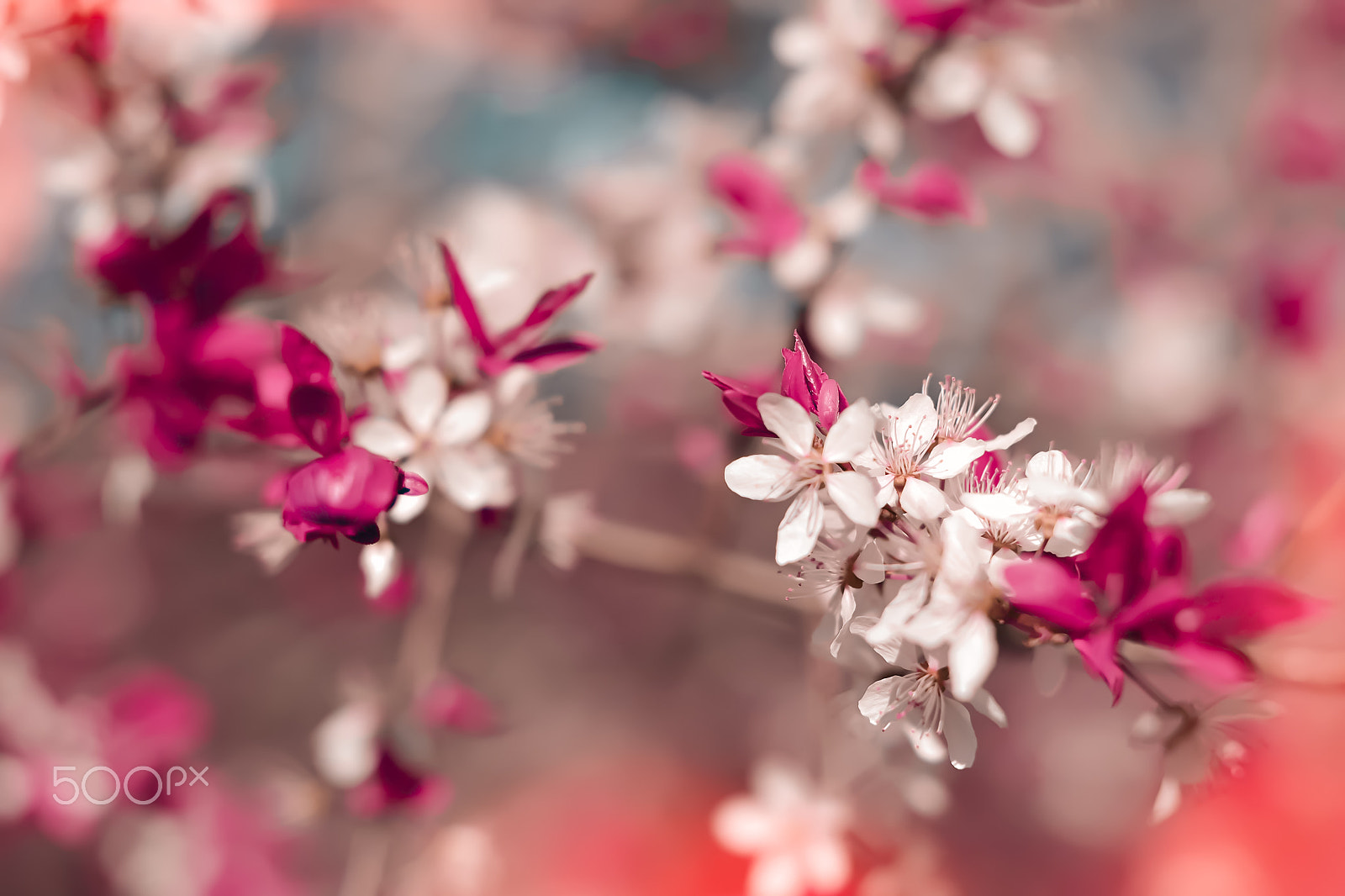 Nikon D3100 + Sigma 50mm F1.4 EX DG HSM sample photo. Pink spring blurred background, sakura cherry blooms, early spri photography
