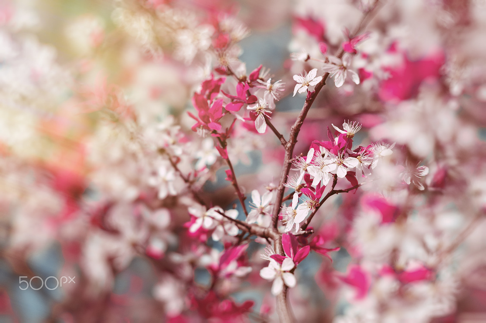 Nikon D3100 + Sigma 50mm F1.4 EX DG HSM sample photo. Sakura cherry blooms, early spring with bokeh photography