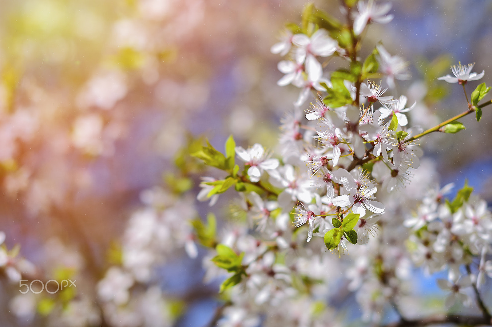 Nikon D3100 + Sigma 50mm F1.4 EX DG HSM sample photo. Hawthorn blooms, early spring with bokeh photography