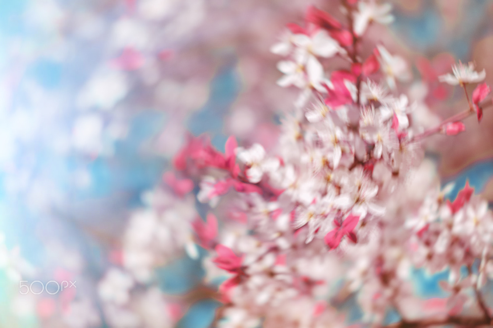 Nikon D3100 + Sigma 50mm F1.4 EX DG HSM sample photo. Abstract pink spring background with cherry sakura blooms, early photography