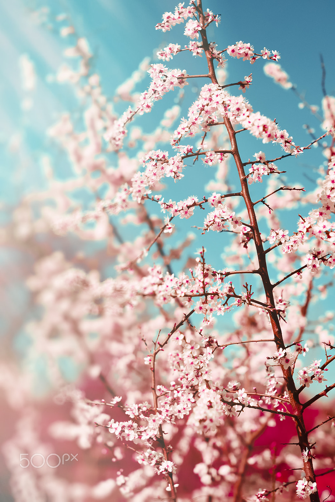 Nikon D3100 + Sigma 50mm F1.4 EX DG HSM sample photo. Hawthorn blooms, early spring with bokeh photography