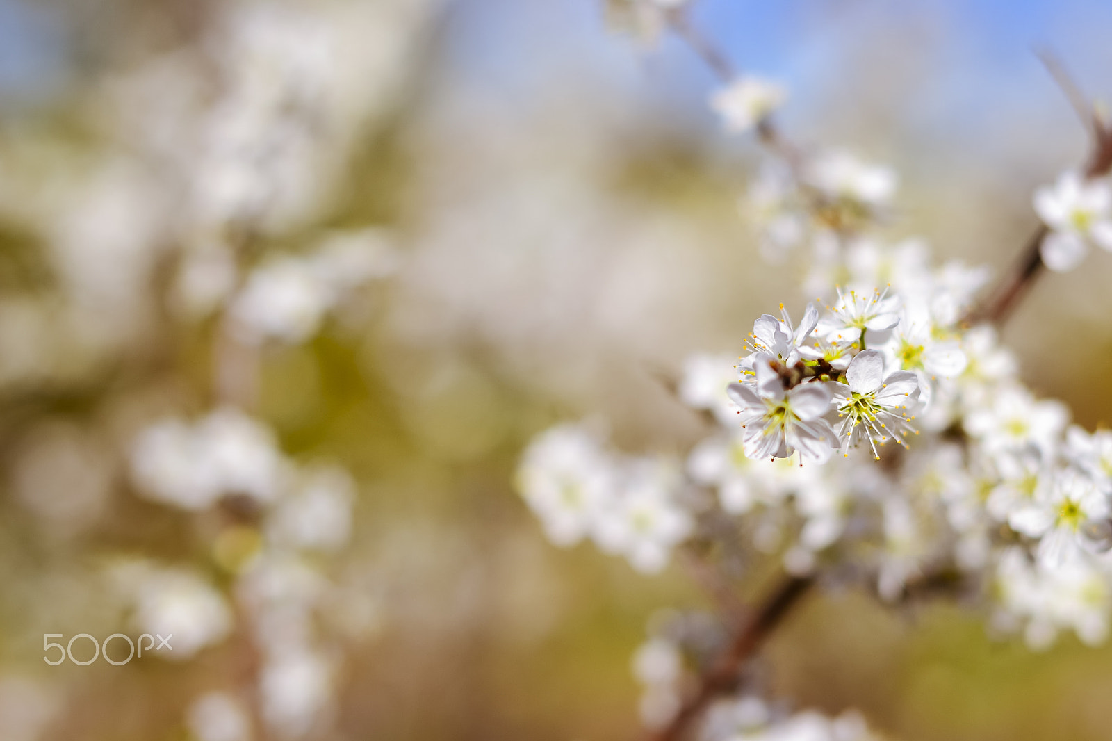 Nikon D3100 + Sigma 50mm F1.4 EX DG HSM sample photo. Abstract pink spring background with cherry sakura blooms, early photography