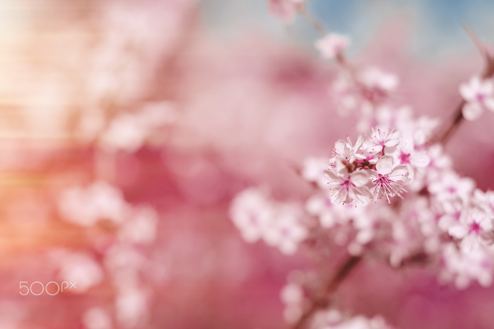 Nikon D3100 + Sigma 50mm F1.4 EX DG HSM sample photo. Abstract pink spring background with cherry sakura blooms, early photography