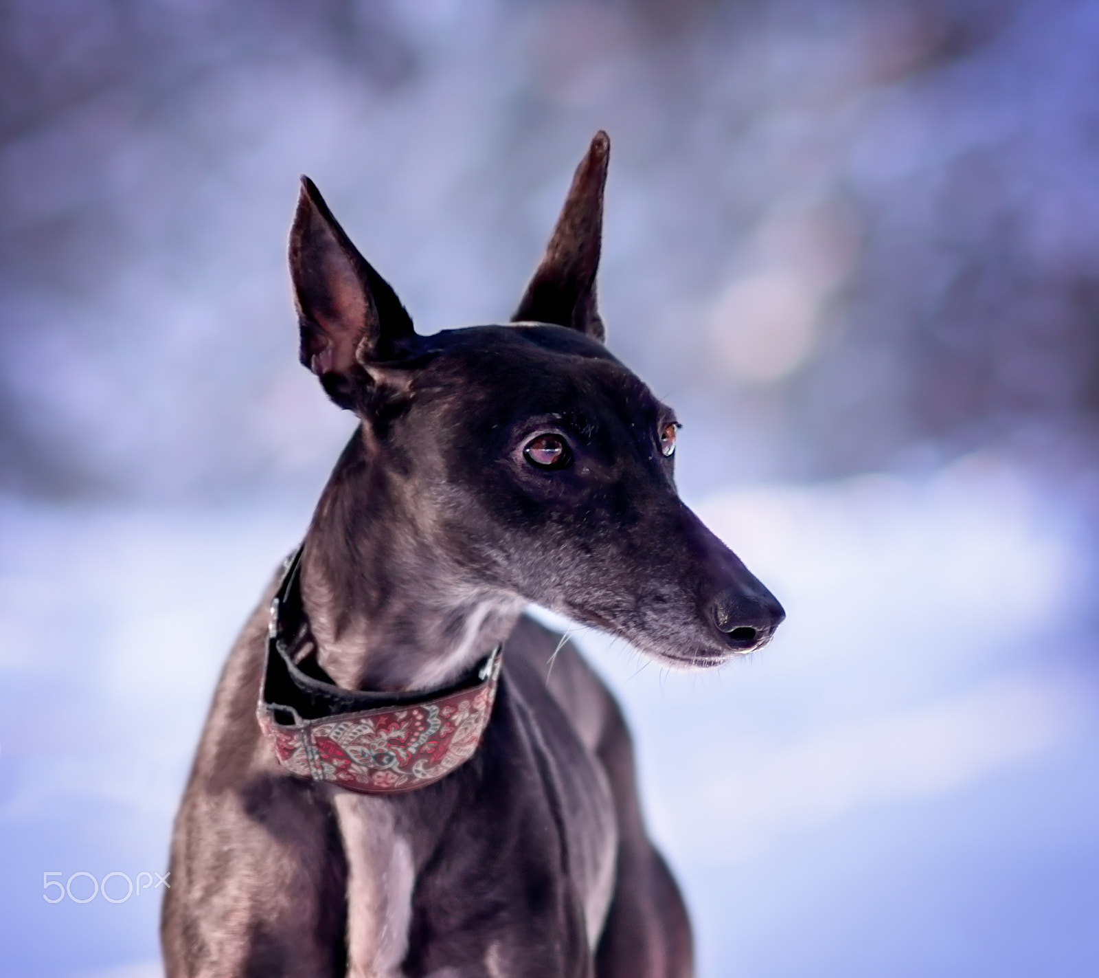 Nikon D800E + AF DC-Nikkor 135mm f/2D sample photo. Portrait of galgo photography