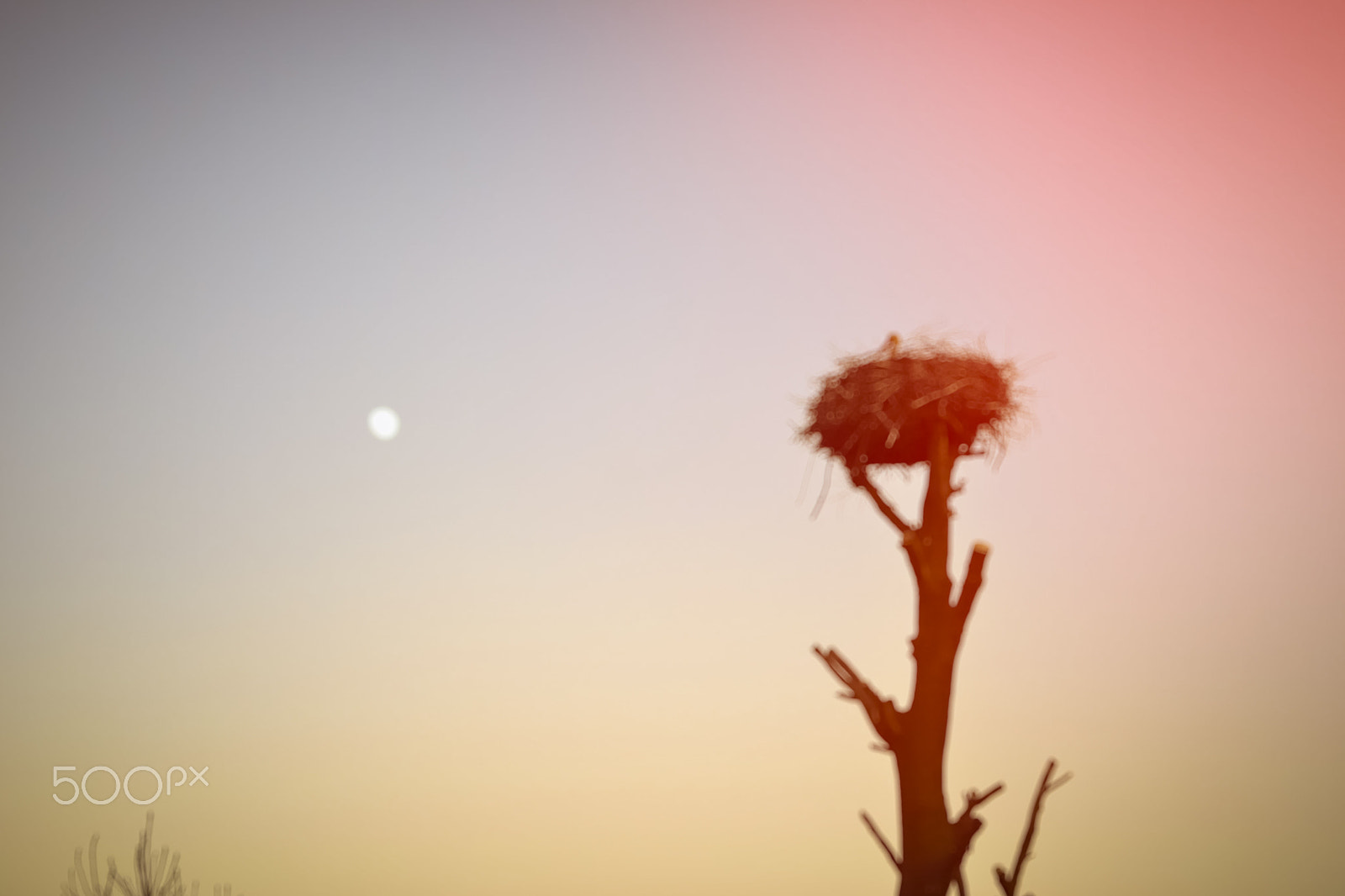 Nikon D3100 + Sigma 50mm F1.4 EX DG HSM sample photo. Abstract background bokeh: stork in the nest on top of a tree photography