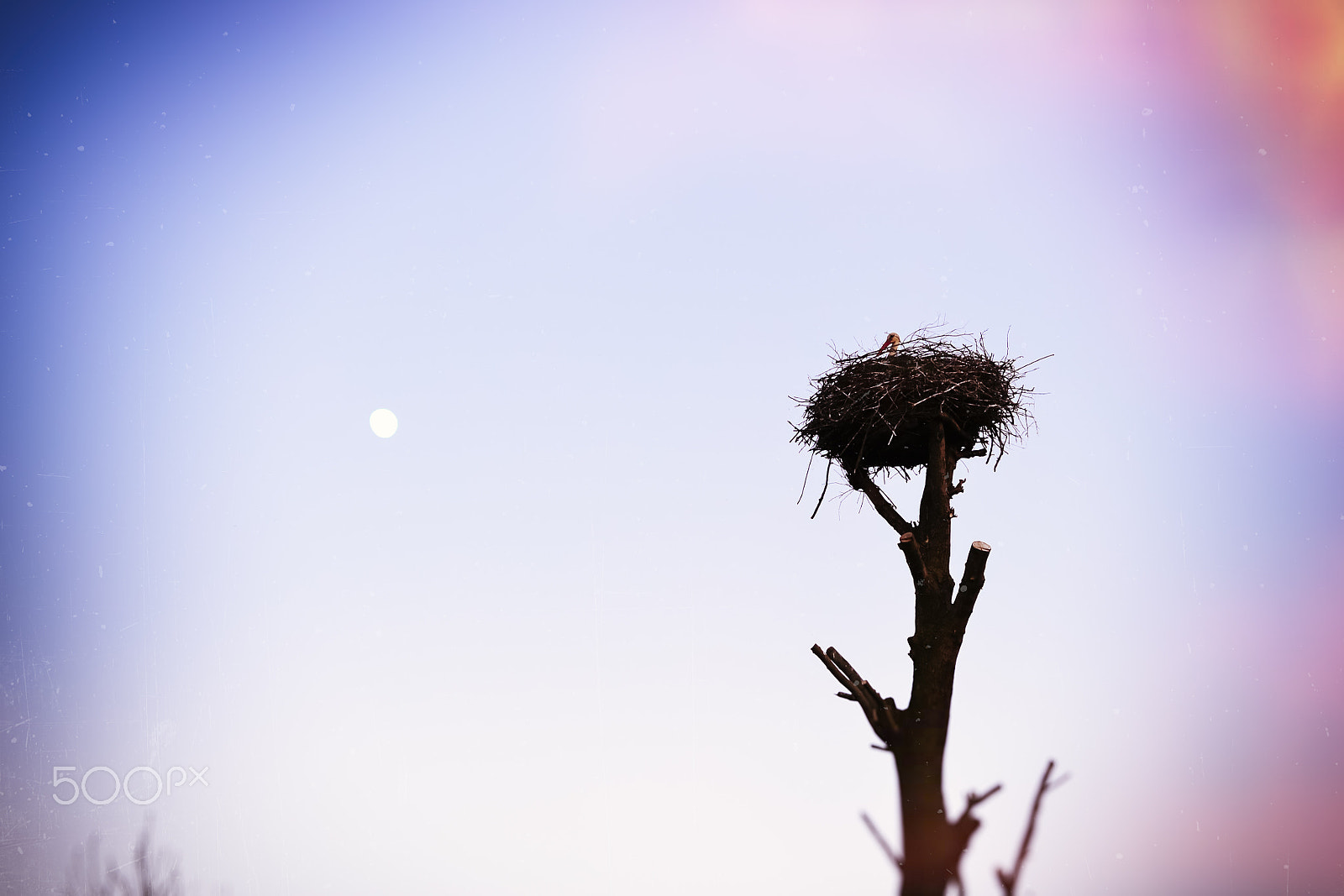 Nikon D3100 + Sigma 50mm F1.4 EX DG HSM sample photo. Stork in the nest on top of a tree photography