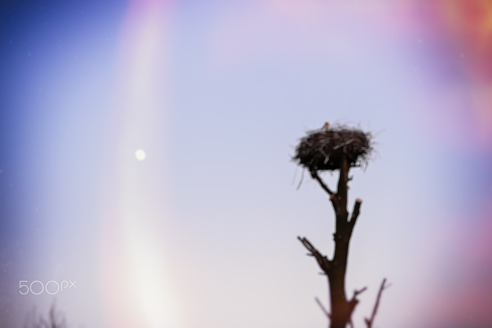 Nikon D3100 + Sigma 50mm F1.4 EX DG HSM sample photo. Abstract background bokeh: stork in the nest on top of a tree photography