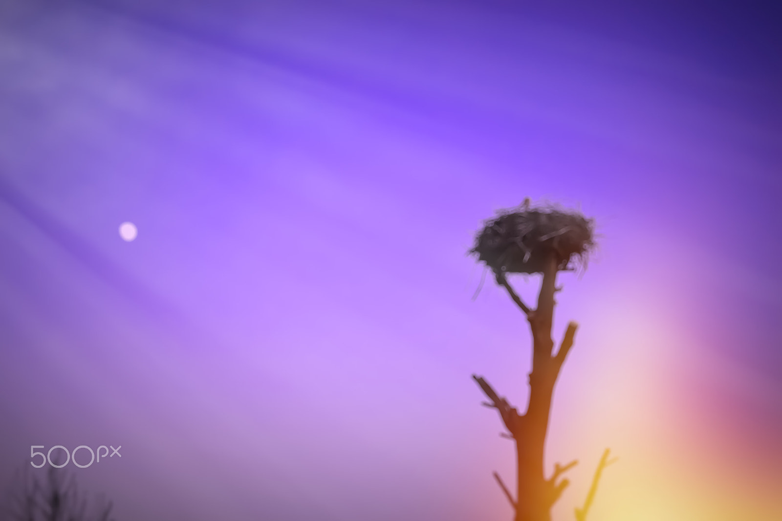 Nikon D3100 + Sigma 50mm F1.4 EX DG HSM sample photo. Abstract background bokeh: stork in the nest on top of a tree photography
