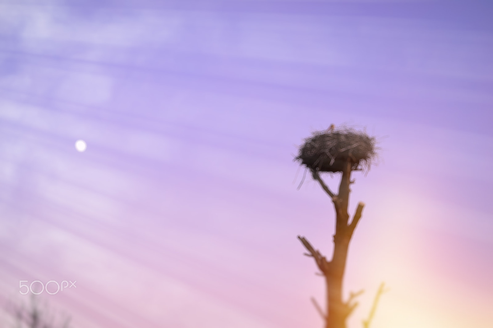 Nikon D3100 + Sigma 50mm F1.4 EX DG HSM sample photo. Abstract background bokeh: stork in the nest on top of a tree photography