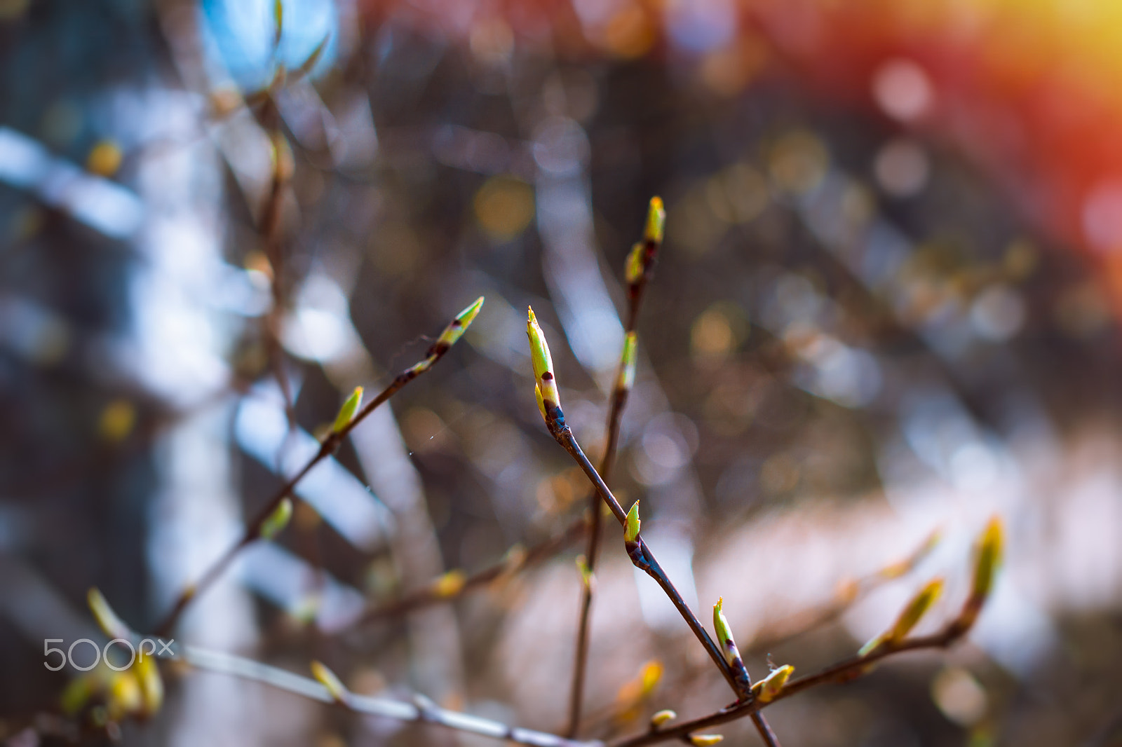 Nikon D3100 + Sigma 50mm F1.4 EX DG HSM sample photo. Branch with buds on a light background forest photography