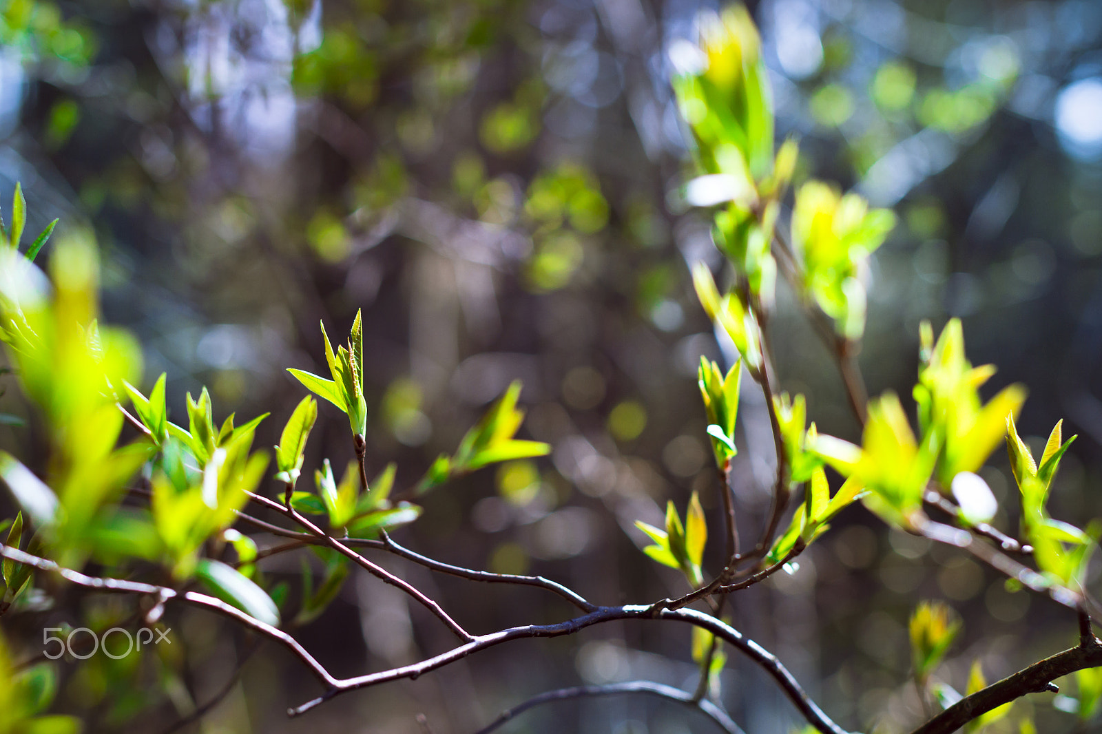 Nikon D3100 + Sigma 50mm F1.4 EX DG HSM sample photo. Branch with early leaves on a light background forest photography