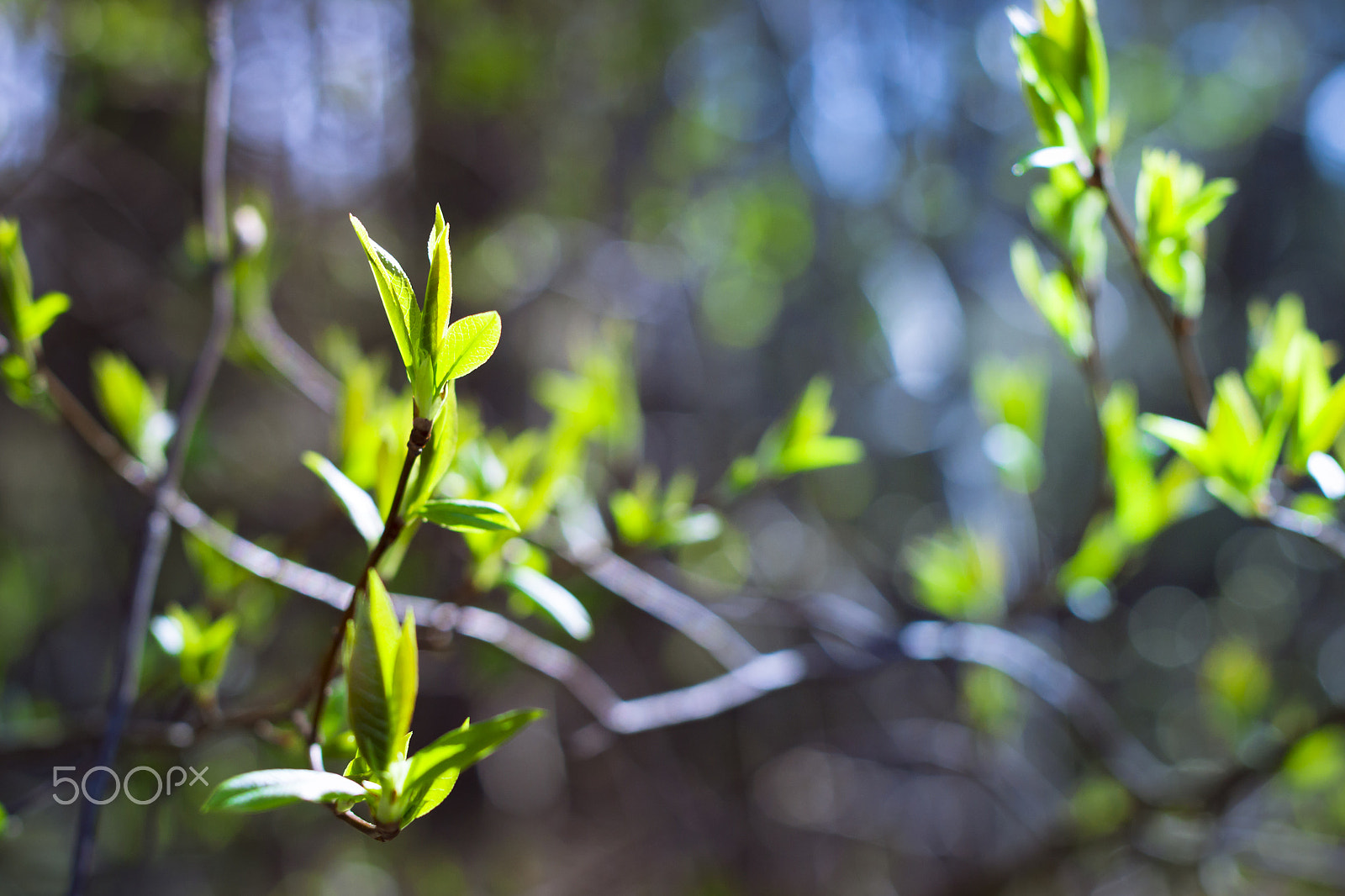 Nikon D3100 + Sigma 50mm F1.4 EX DG HSM sample photo. Branch with early leaves on a light background forest photography