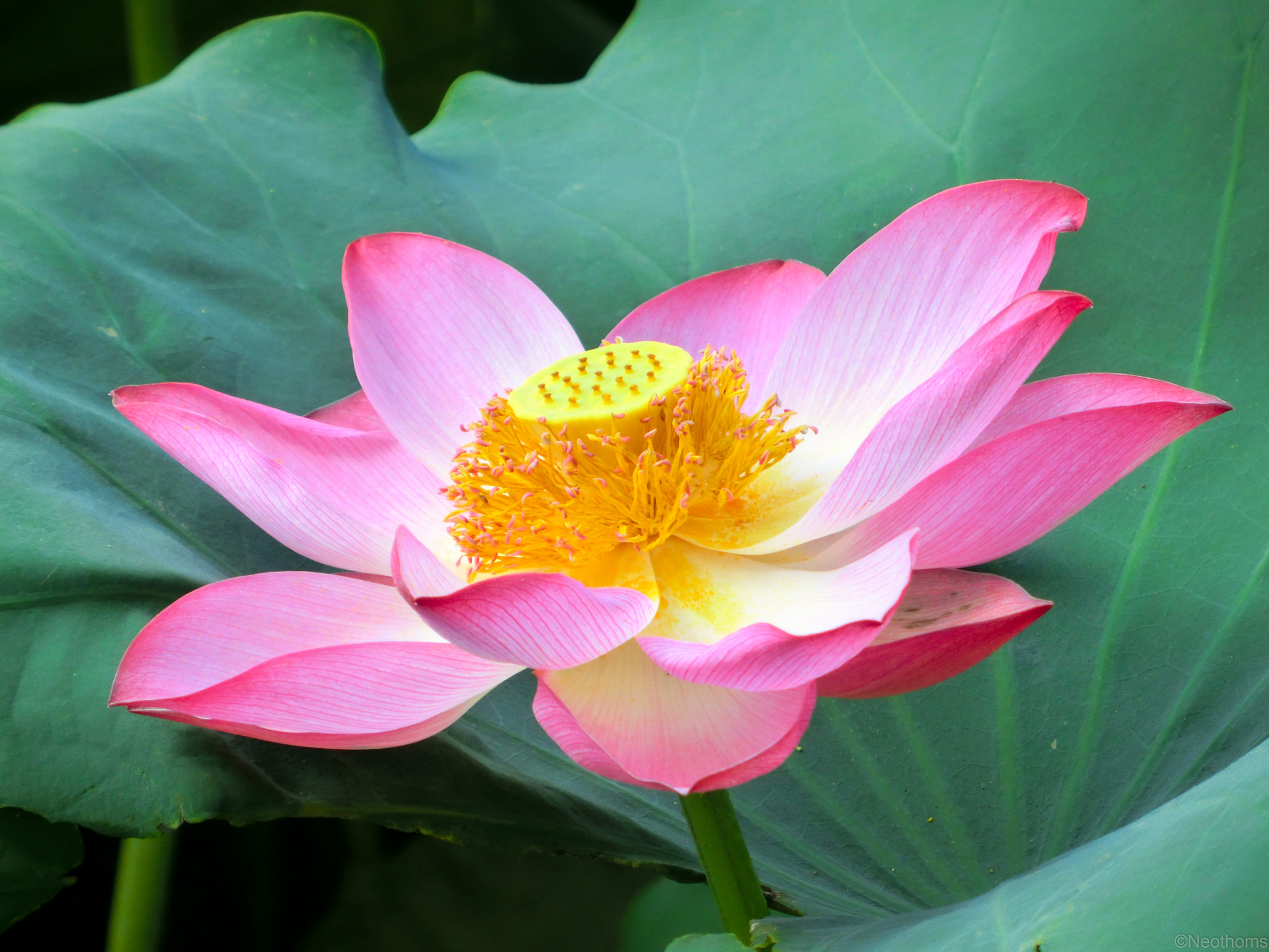 CASIO EX-ZR1000 sample photo. Lotus flower photography