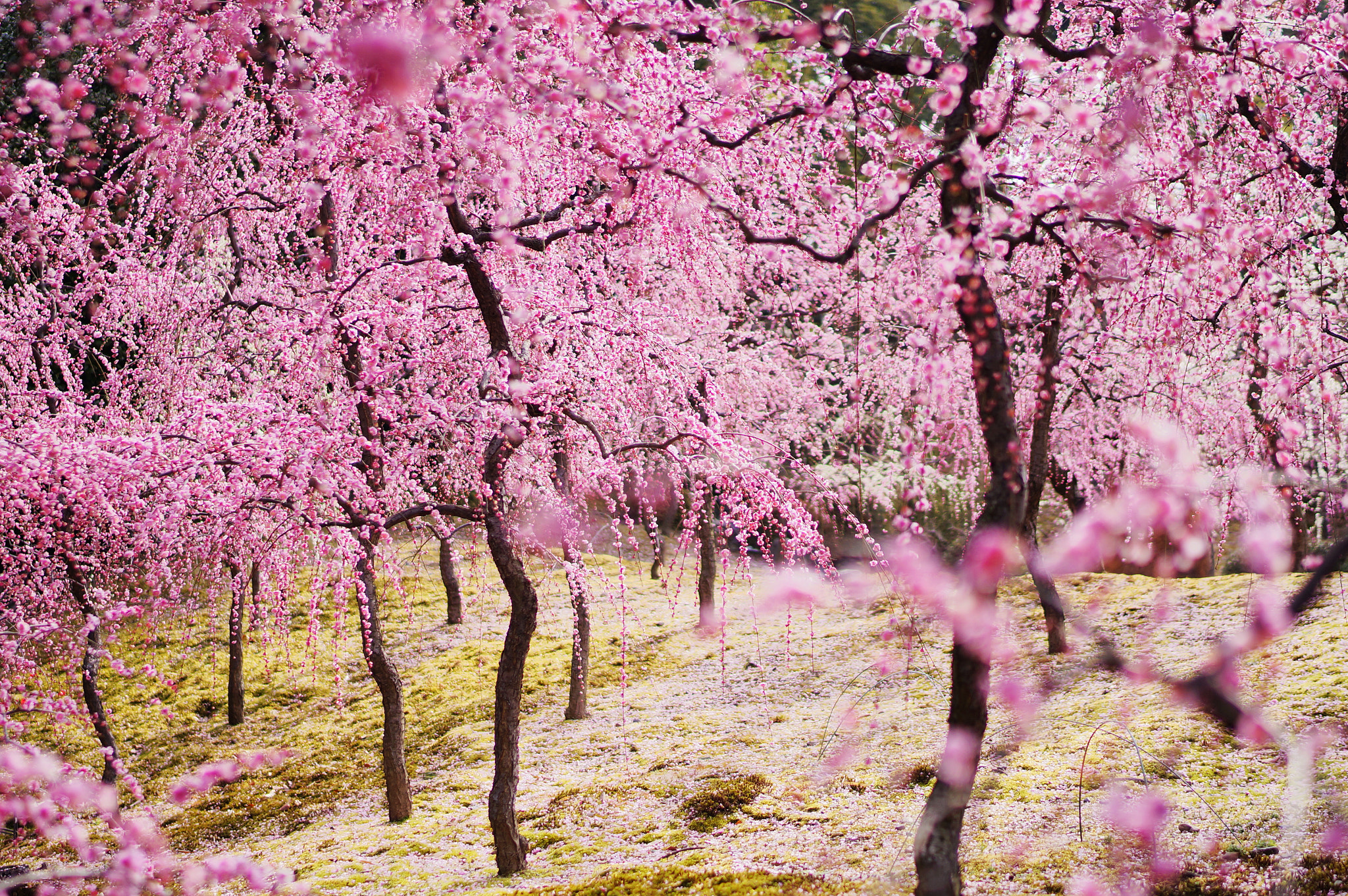 Sony Alpha NEX-6 + Sony Distagon T* FE 35mm F1.4 ZA sample photo. Weeping plum photography