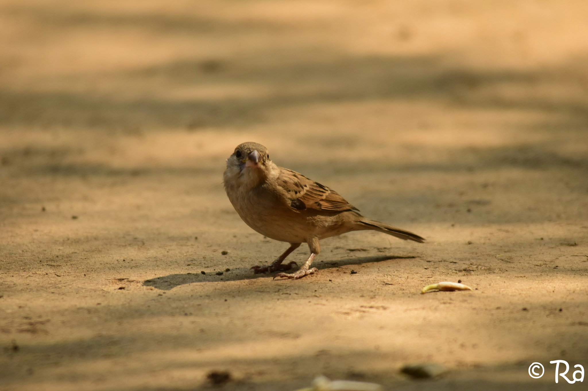 Sigma 150-500mm F5-6.3 DG OS HSM sample photo. House sparrow photography