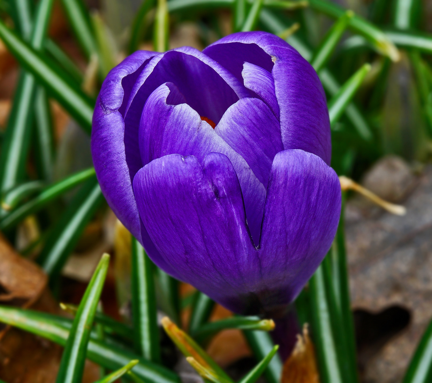 100mm F2.8 SSM sample photo. Big blue crocus photography