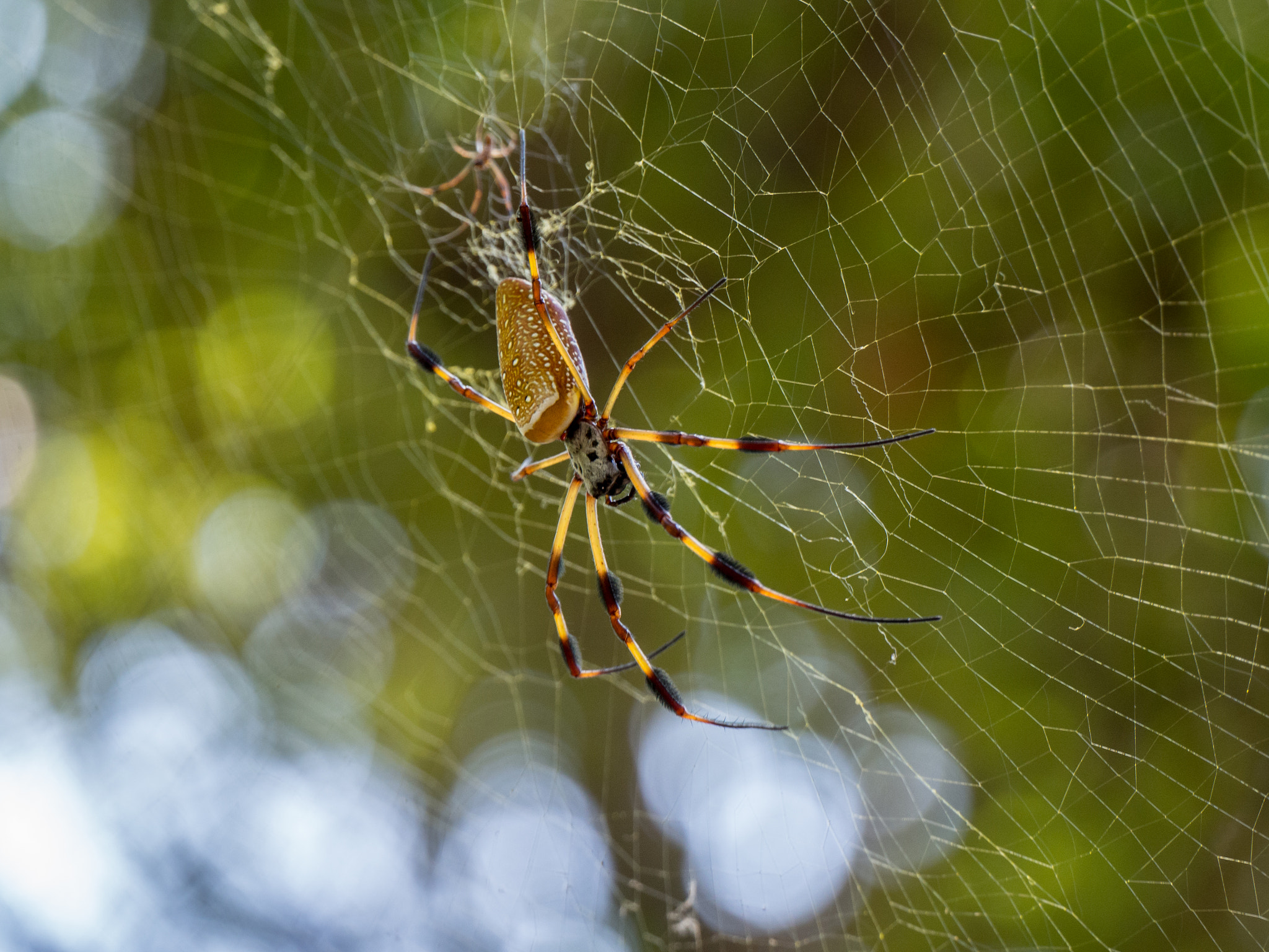LUMIX G VARIO 45-150/F4.0-5.6 sample photo. Golden silk orb-weaver photography