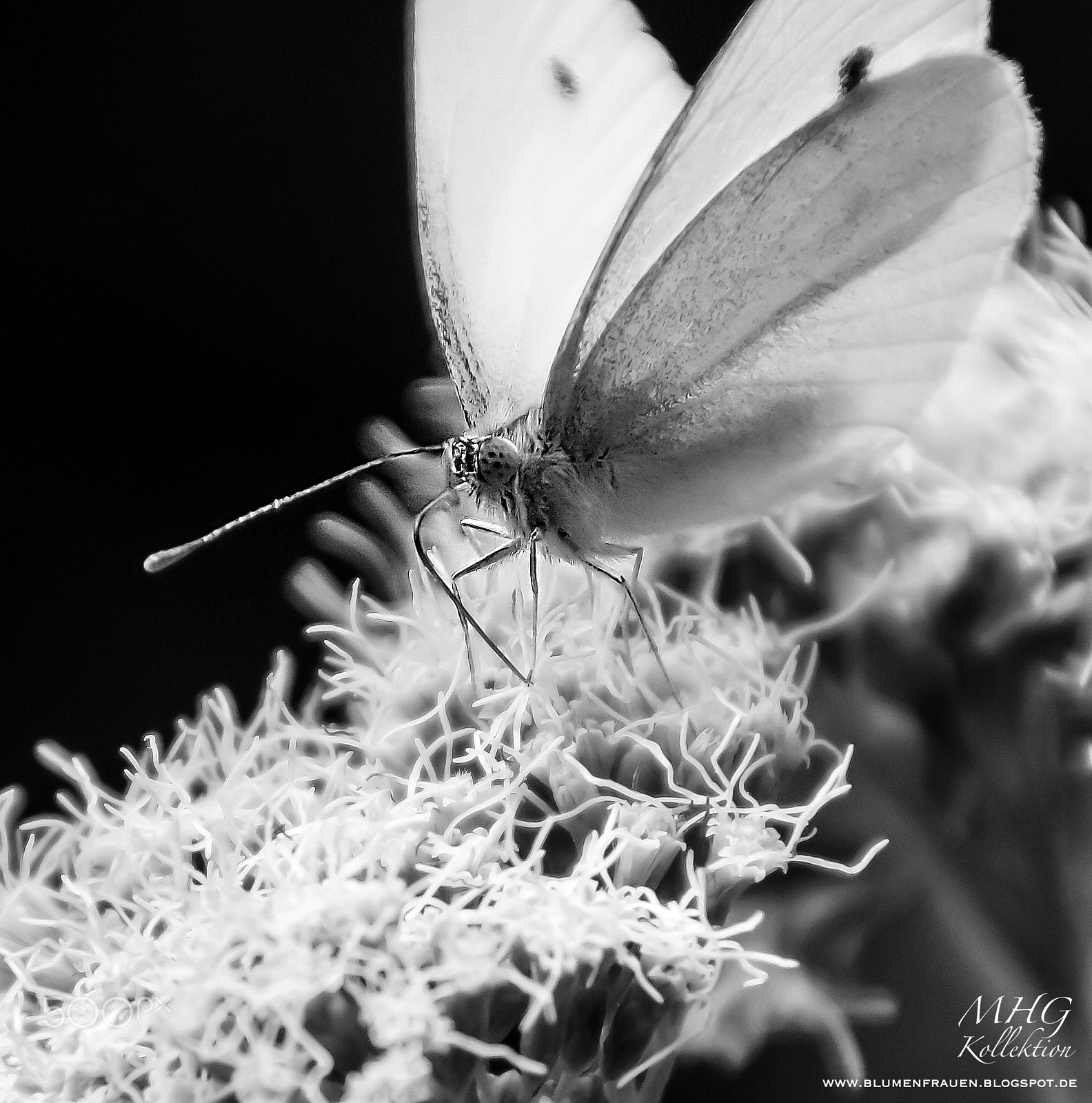 Sony DT 18-200mm F3.5-6.3 sample photo. Little white one photography