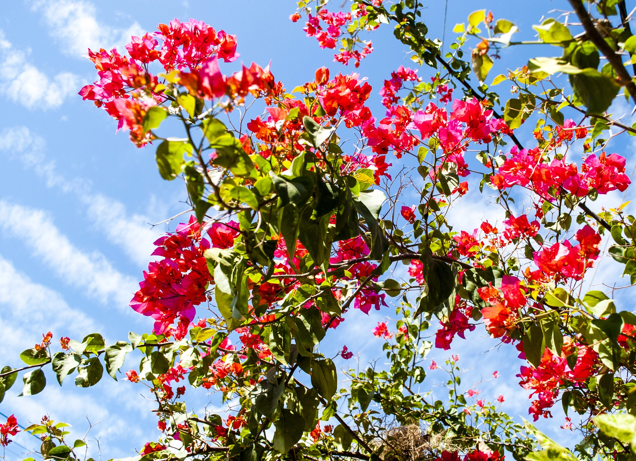 Nikon D40X sample photo. Paseando photography