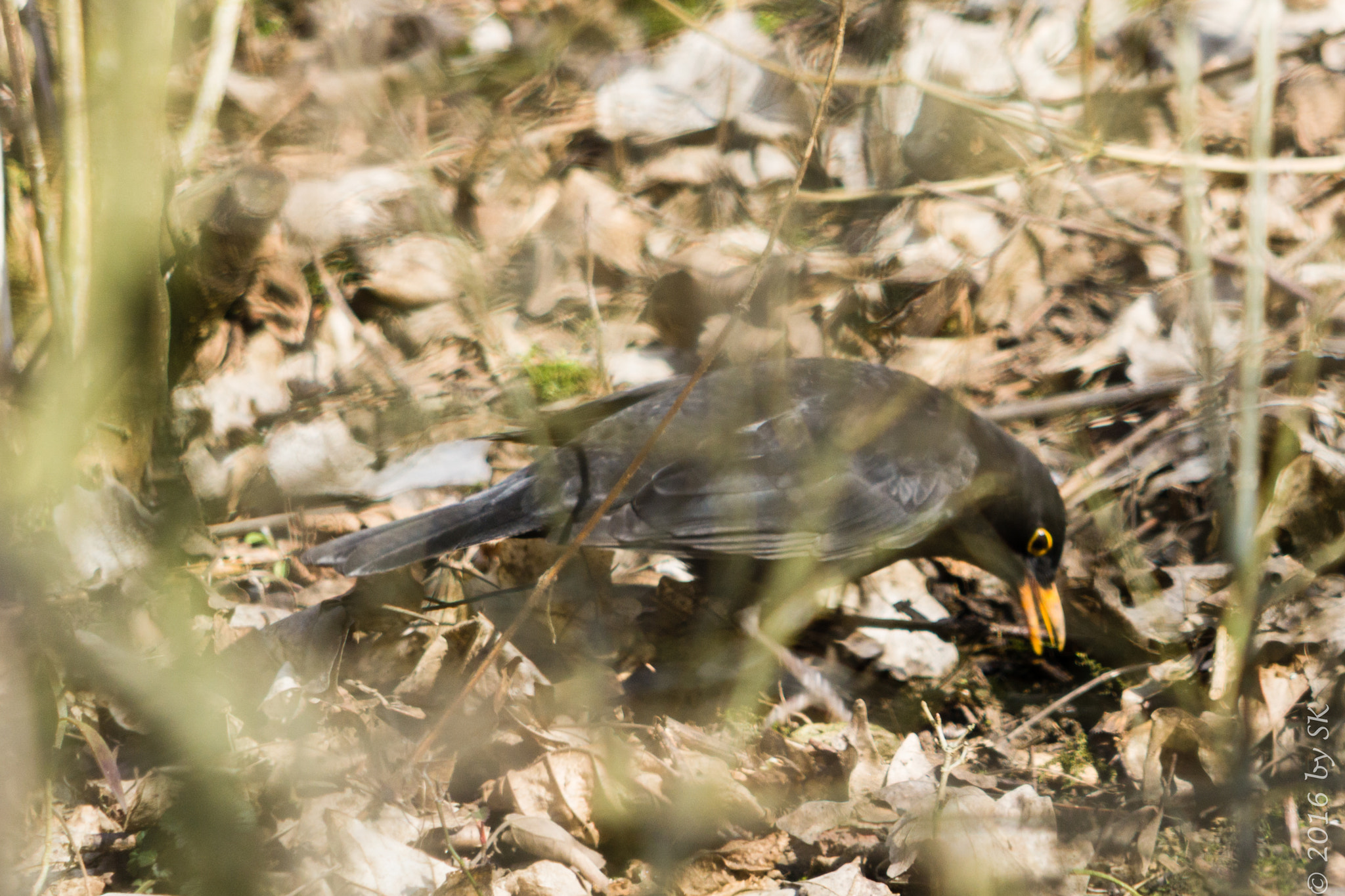 Sony a6000 + Sony FE 24-240mm F3.5-6.3 OSS sample photo. Amsel photography