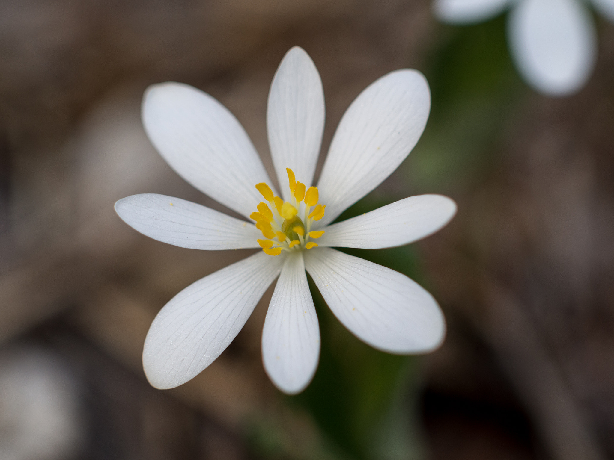 Olympus PEN E-PL5 + Sigma 30mm F2.8 EX DN sample photo. White flower photography