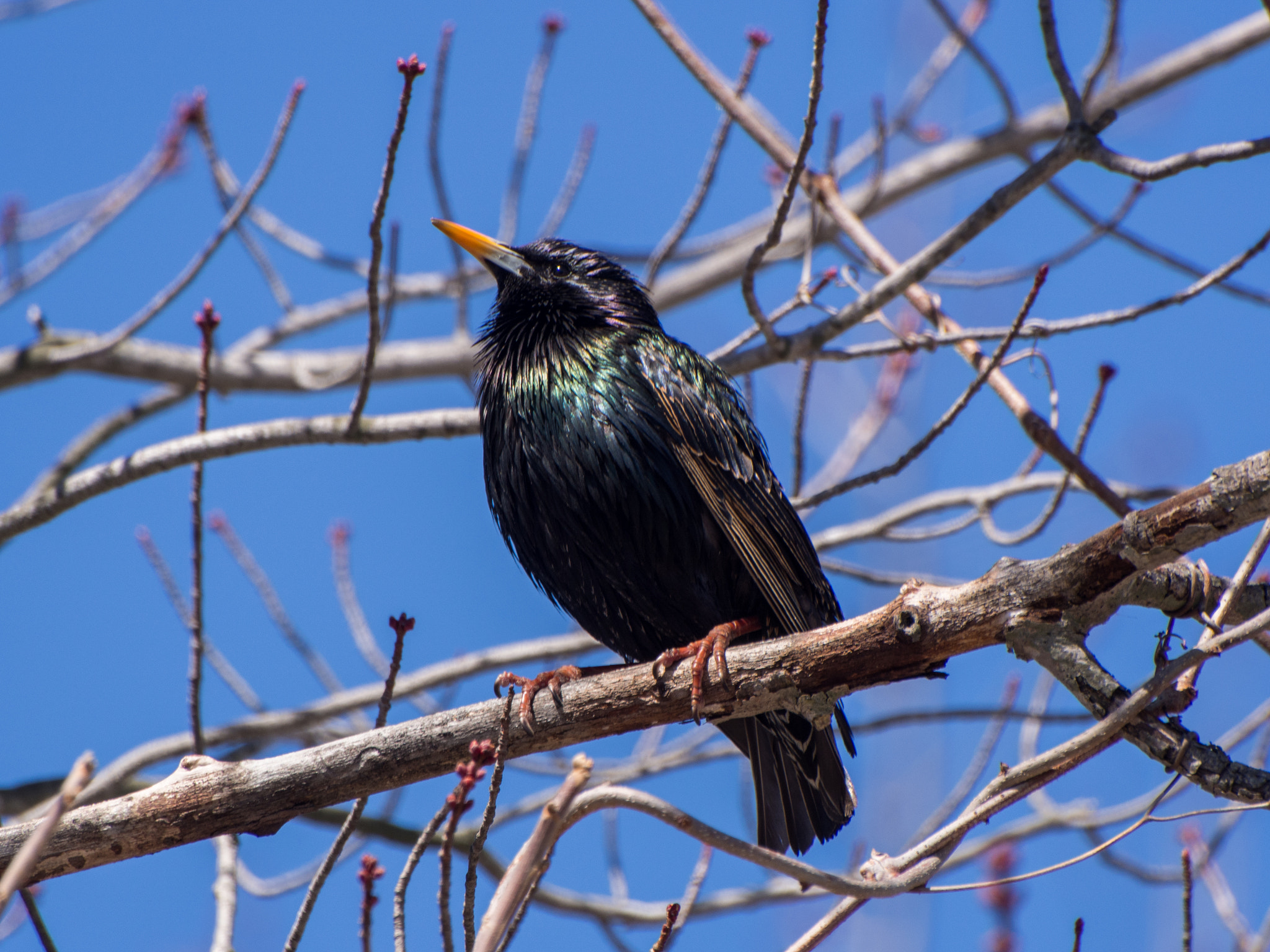 Olympus Zuiko Digital ED 70-300mm F4.0-5.6 sample photo. Starling photography