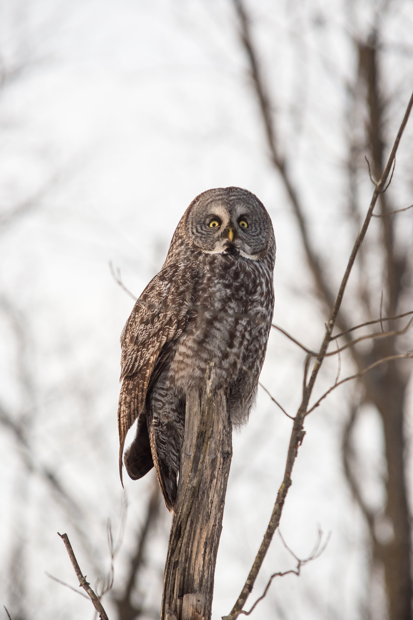 Sigma 70-200mm F2.8 EX DG OS HSM sample photo. Great grey owl photography