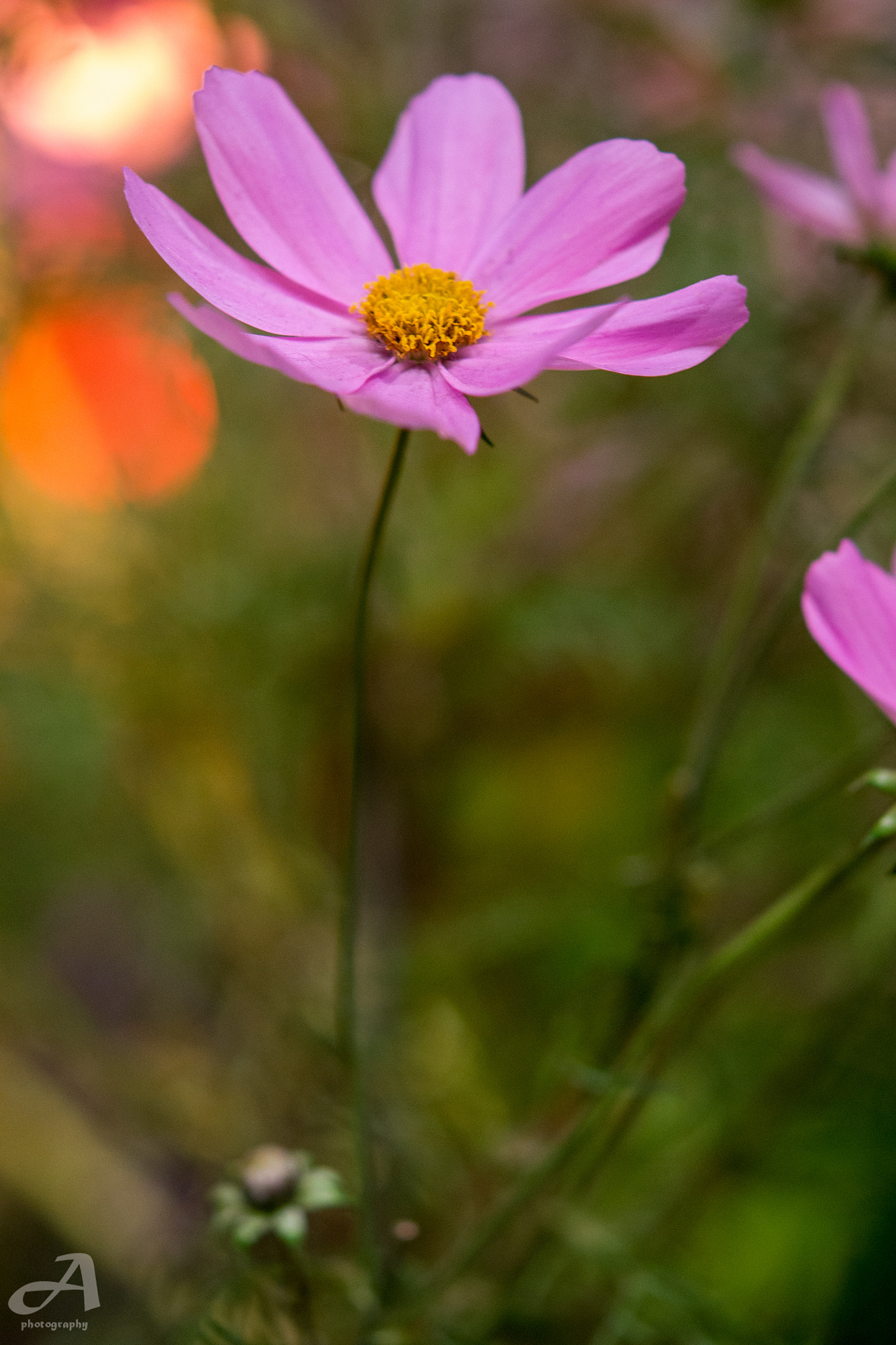 Nikon AF-S Micro-Nikkor 60mm F2.8G ED sample photo. Pink. photography
