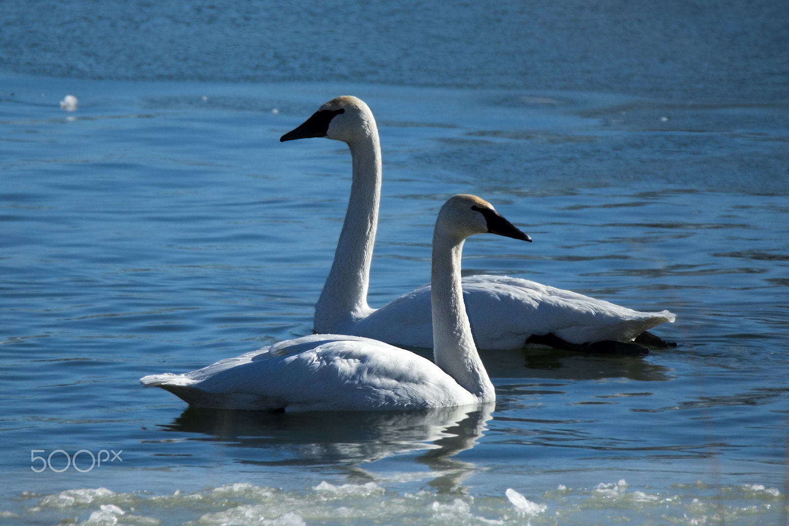 Tamron SP 150-600mm F5-6.3 Di VC USD sample photo. Two swans photography
