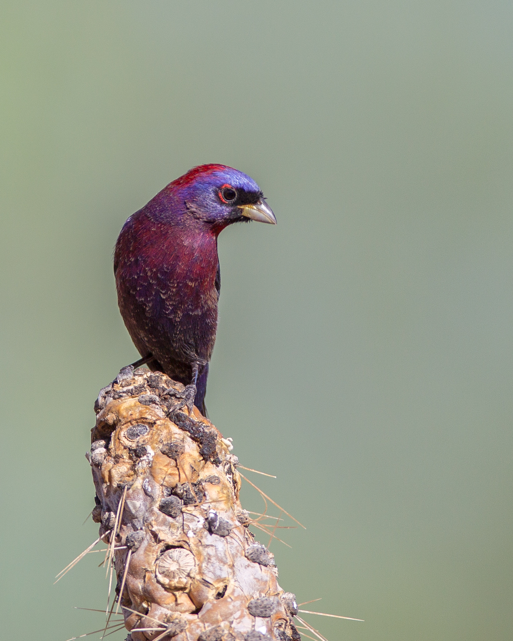 Canon EOS-1D Mark IV + Canon EF 600mm f/4L IS sample photo. Varied bunting photography