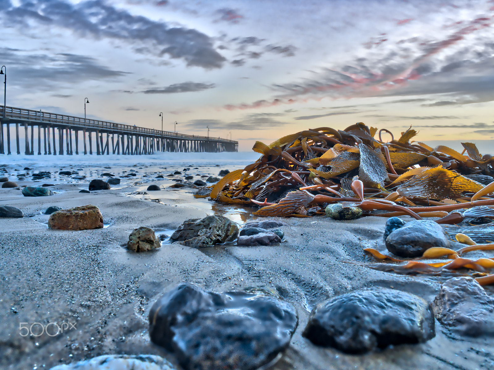 Olympus OM-D E-M5 II + OLYMPUS M.12mm F2.0 sample photo. Kelp kaught stranded photography