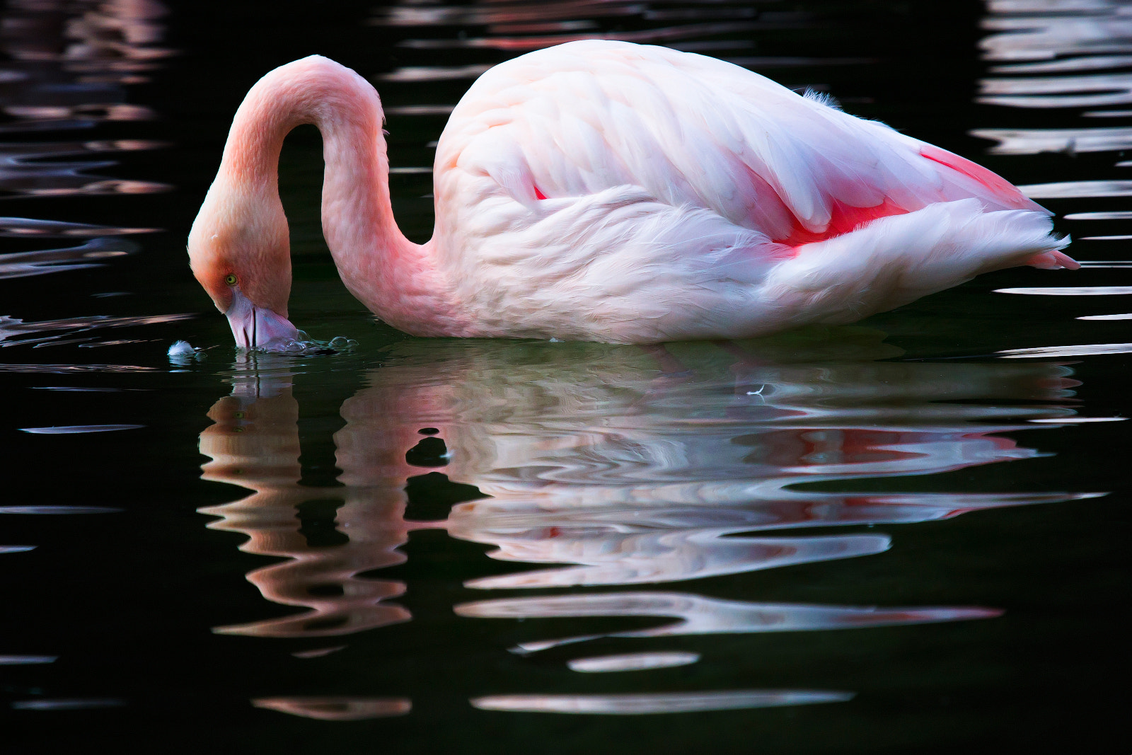 Canon EF 100-400mm F4.5-5.6L IS USM sample photo. Pink photography