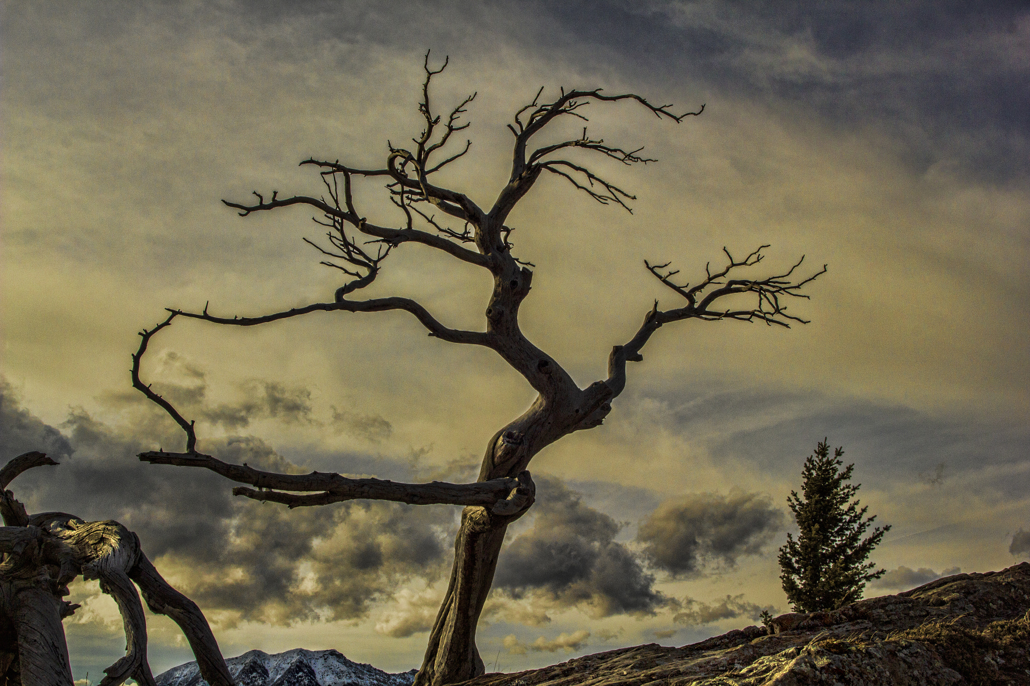 Canon EOS 550D (EOS Rebel T2i / EOS Kiss X4) sample photo. The burmis tree photography