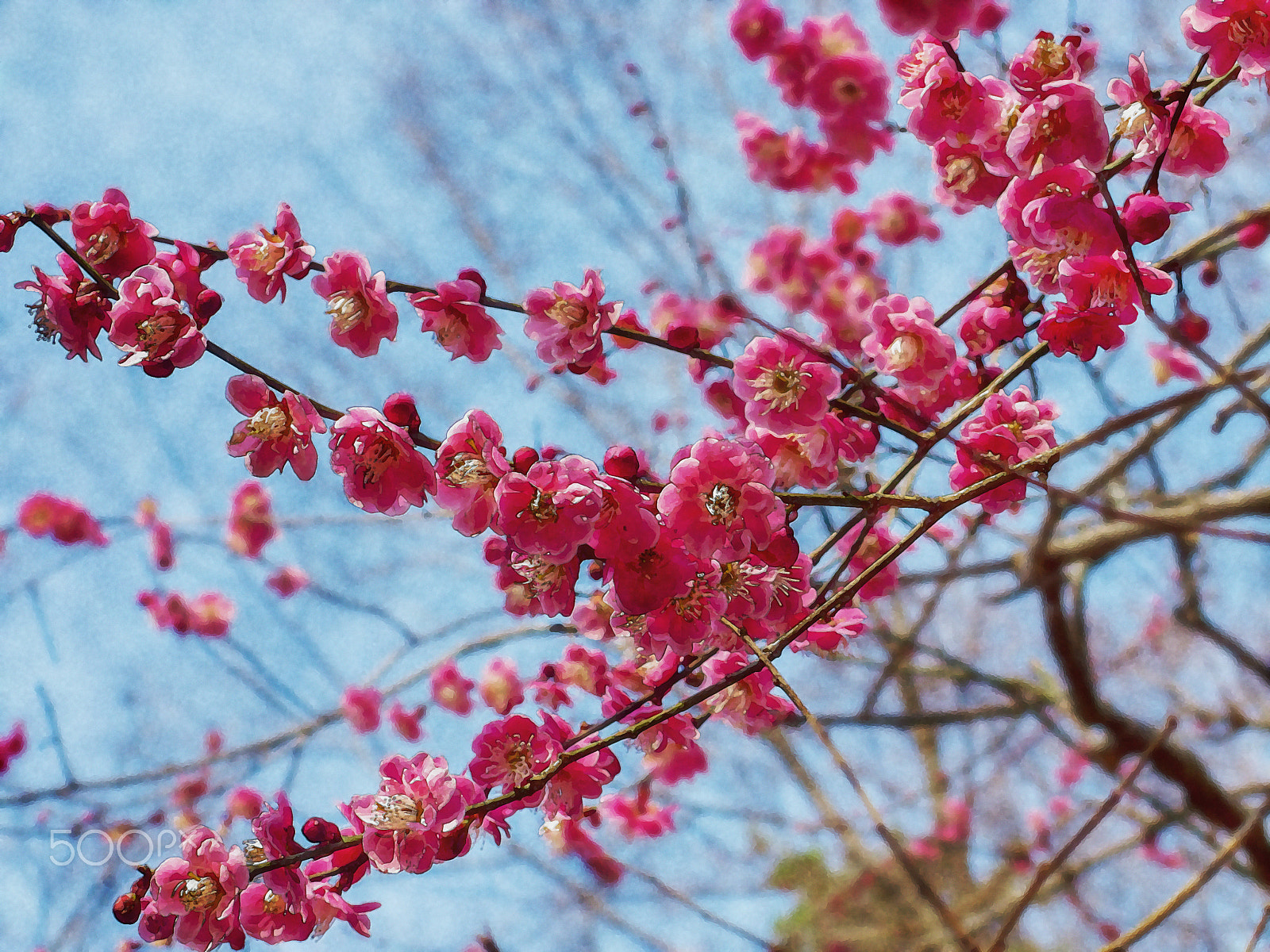 Canon PowerShot ELPH 310 HS (IXUS 230 HS / IXY 600F) sample photo. Cherry blossom. kyoto. japan. photography