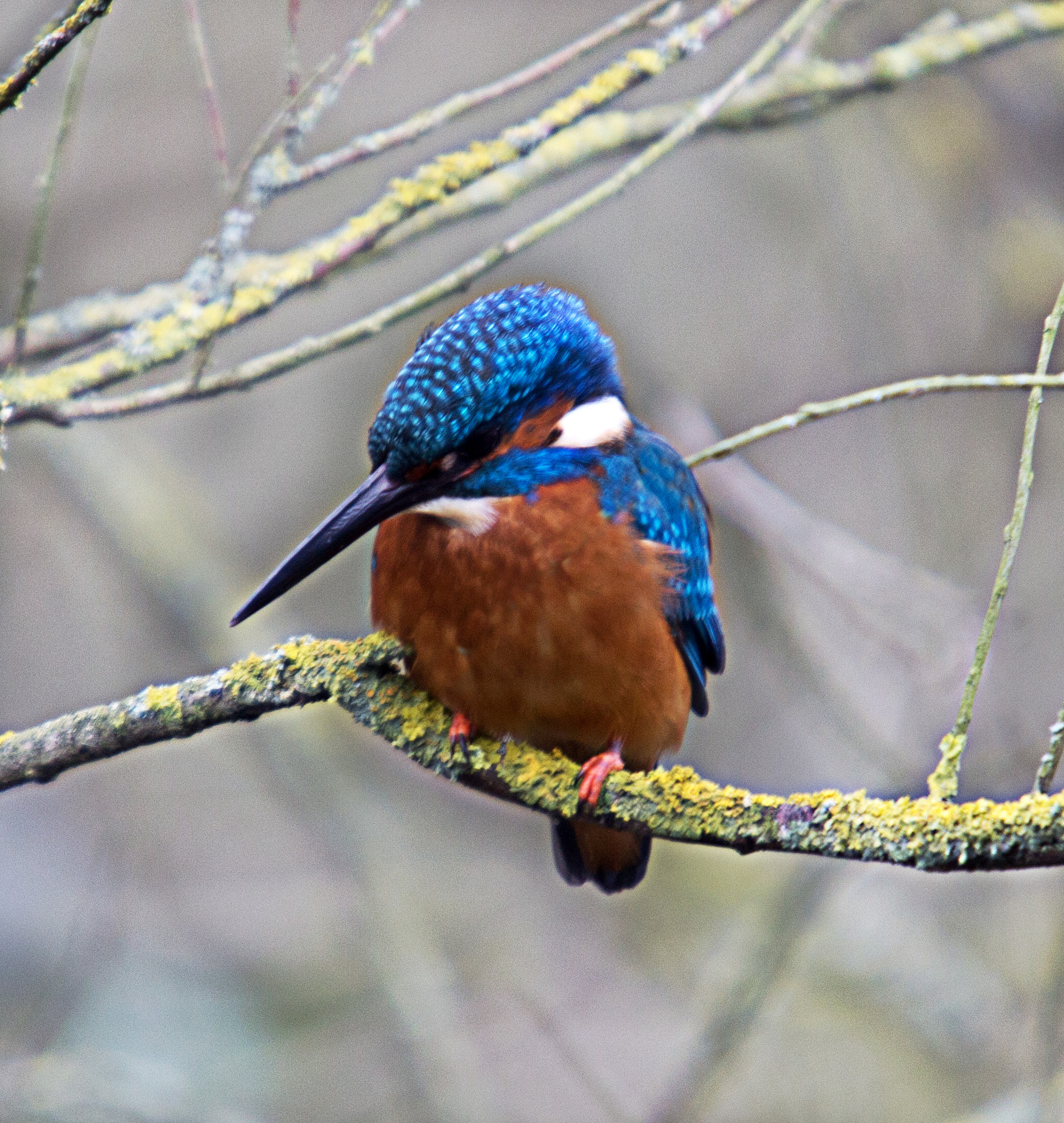 Sigma 50-500mm f/4-6.3 APO HSM EX sample photo. Kingfisher photography