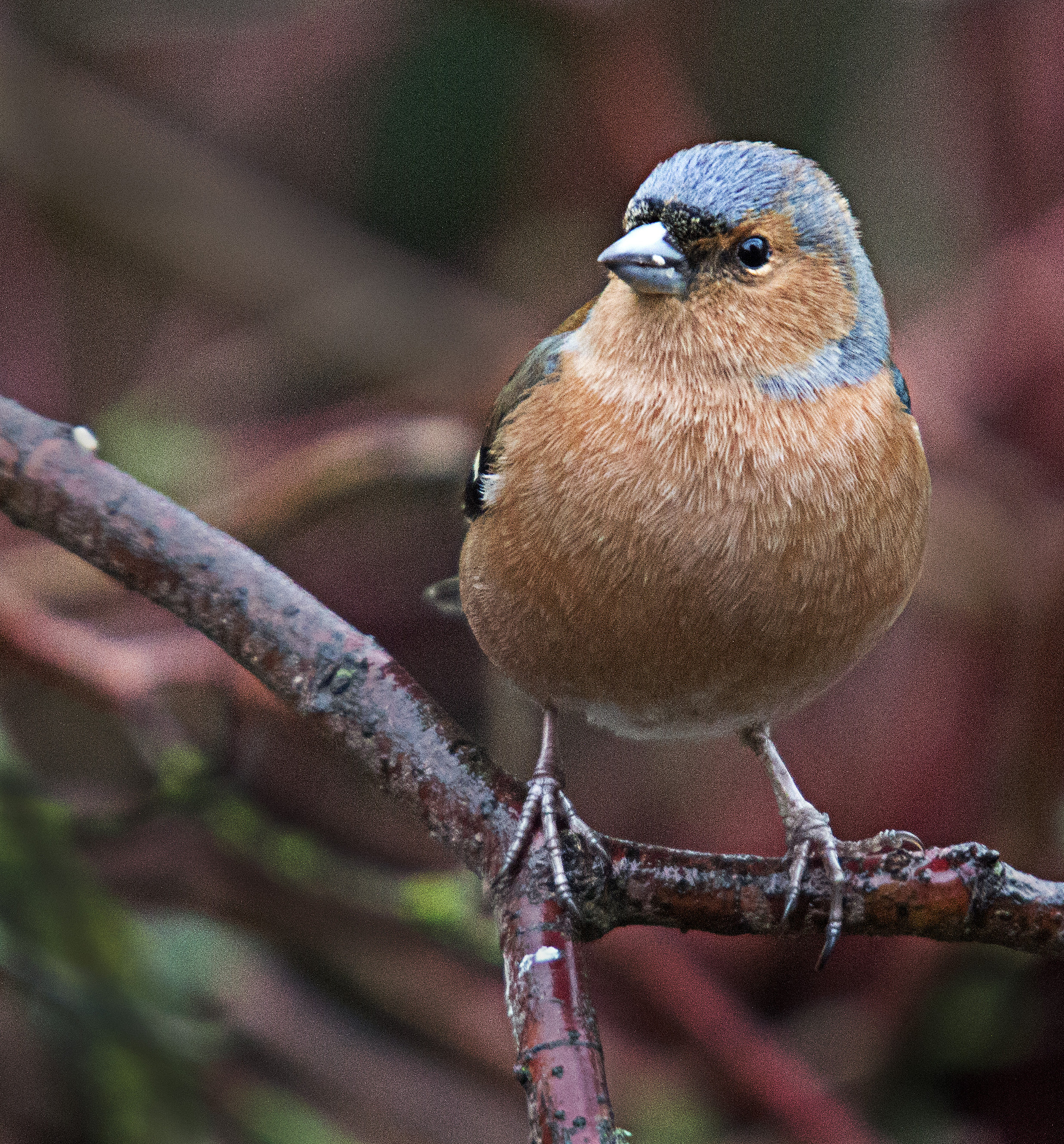 Canon EOS 600D (Rebel EOS T3i / EOS Kiss X5) + Sigma 50-500mm f/4-6.3 APO HSM EX sample photo. Male chaffinch photography