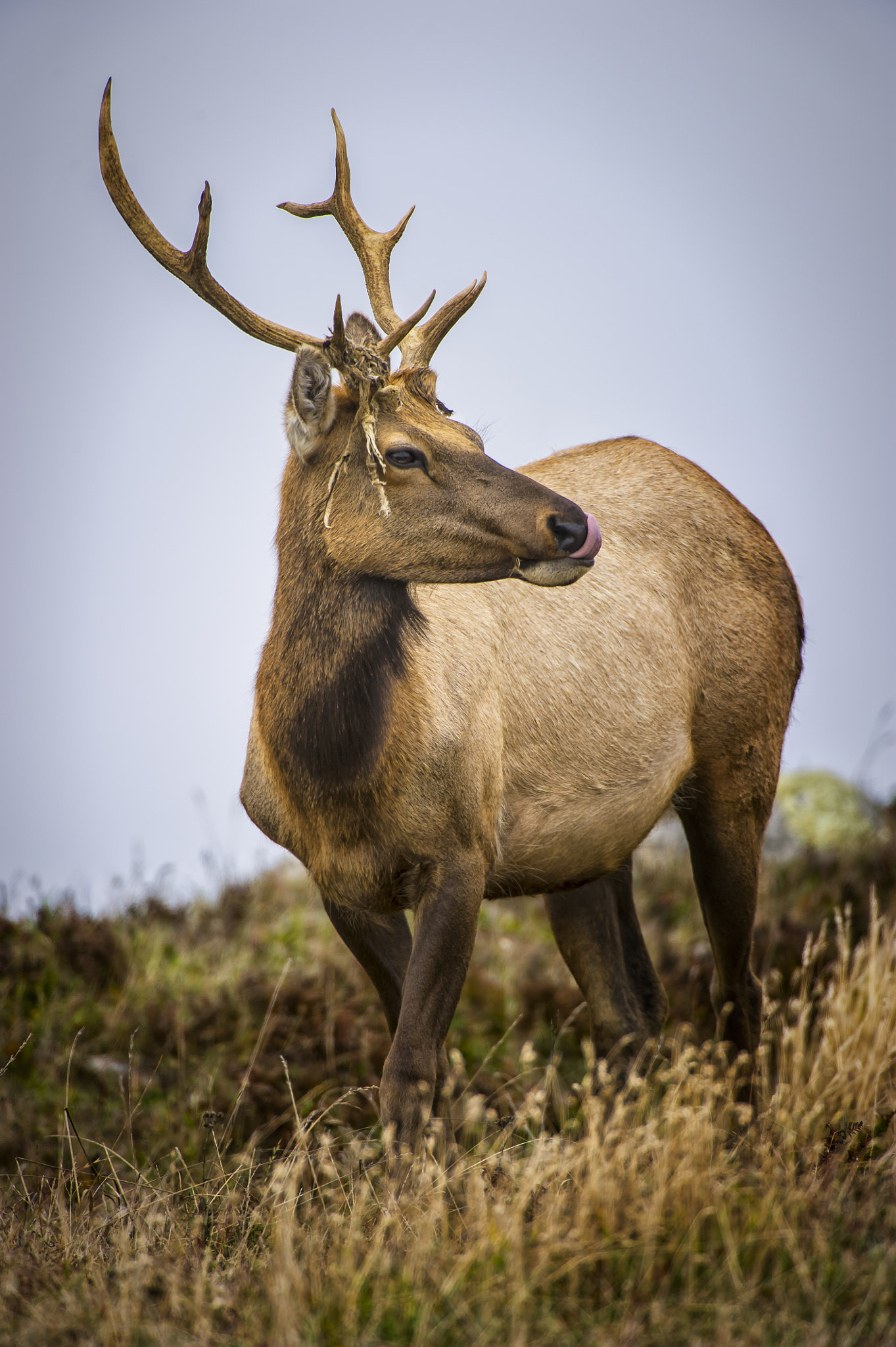 Nikon D3S sample photo. Tule elk photography