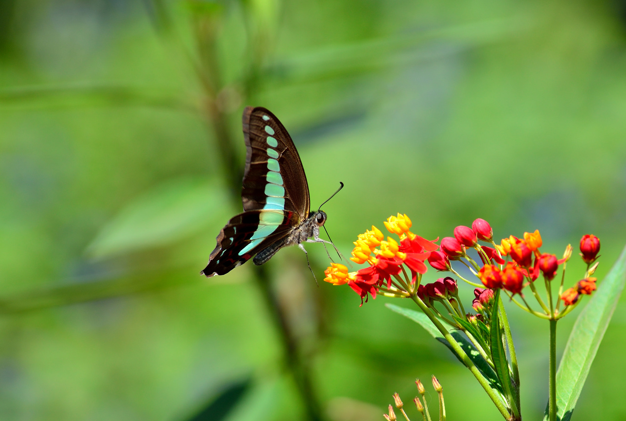 Nikon D610 + Nikon AF Nikkor 180mm F2.8D ED-IF sample photo. Butterfly photography