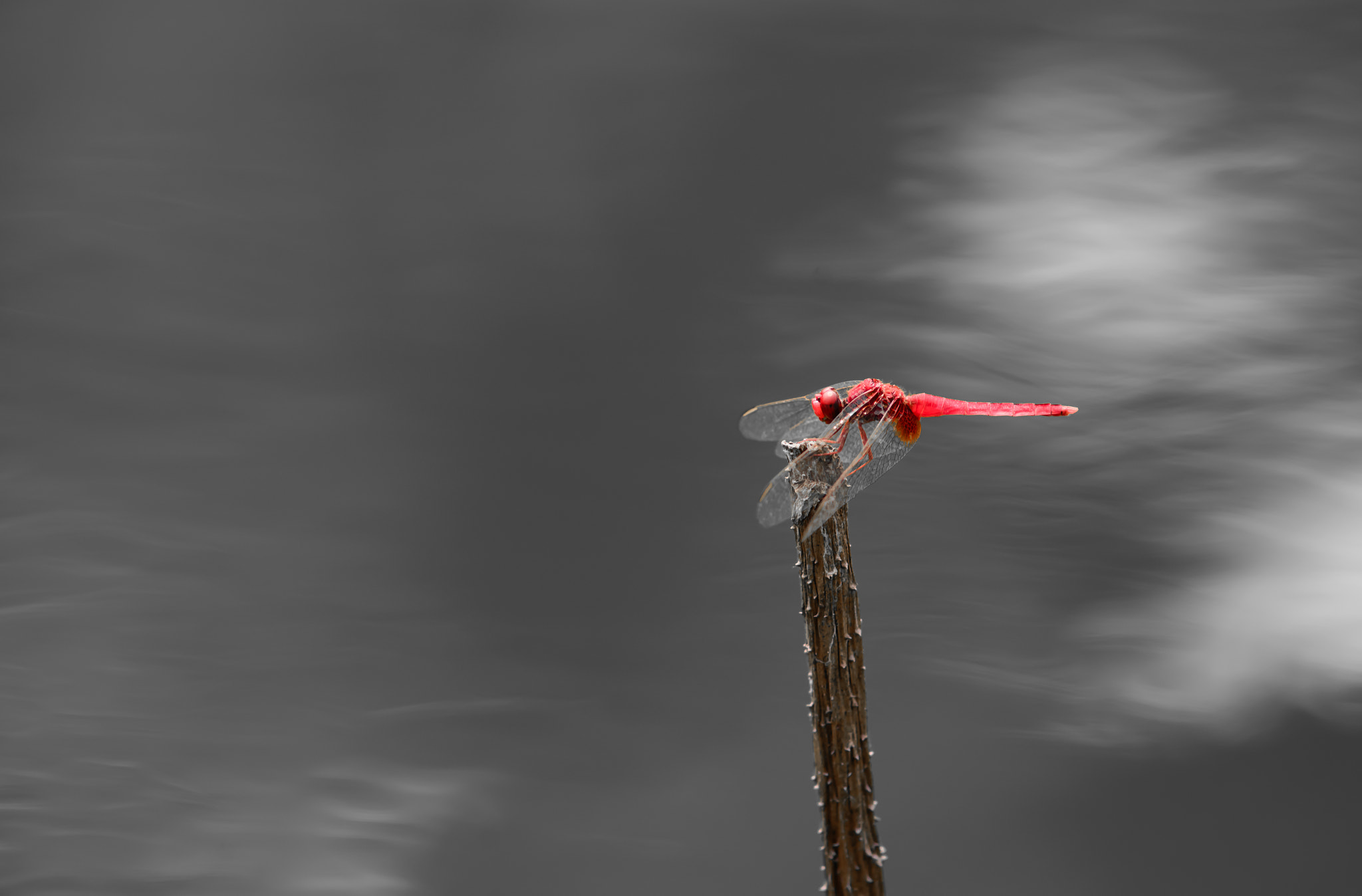 Nikon D610 + Nikon AF Nikkor 180mm F2.8D ED-IF sample photo. Red dragonfly photography