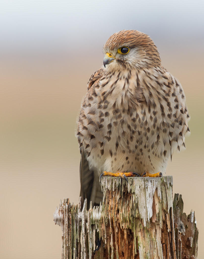 Canon EF 300mm F2.8L IS II USM sample photo. Kestrel photography
