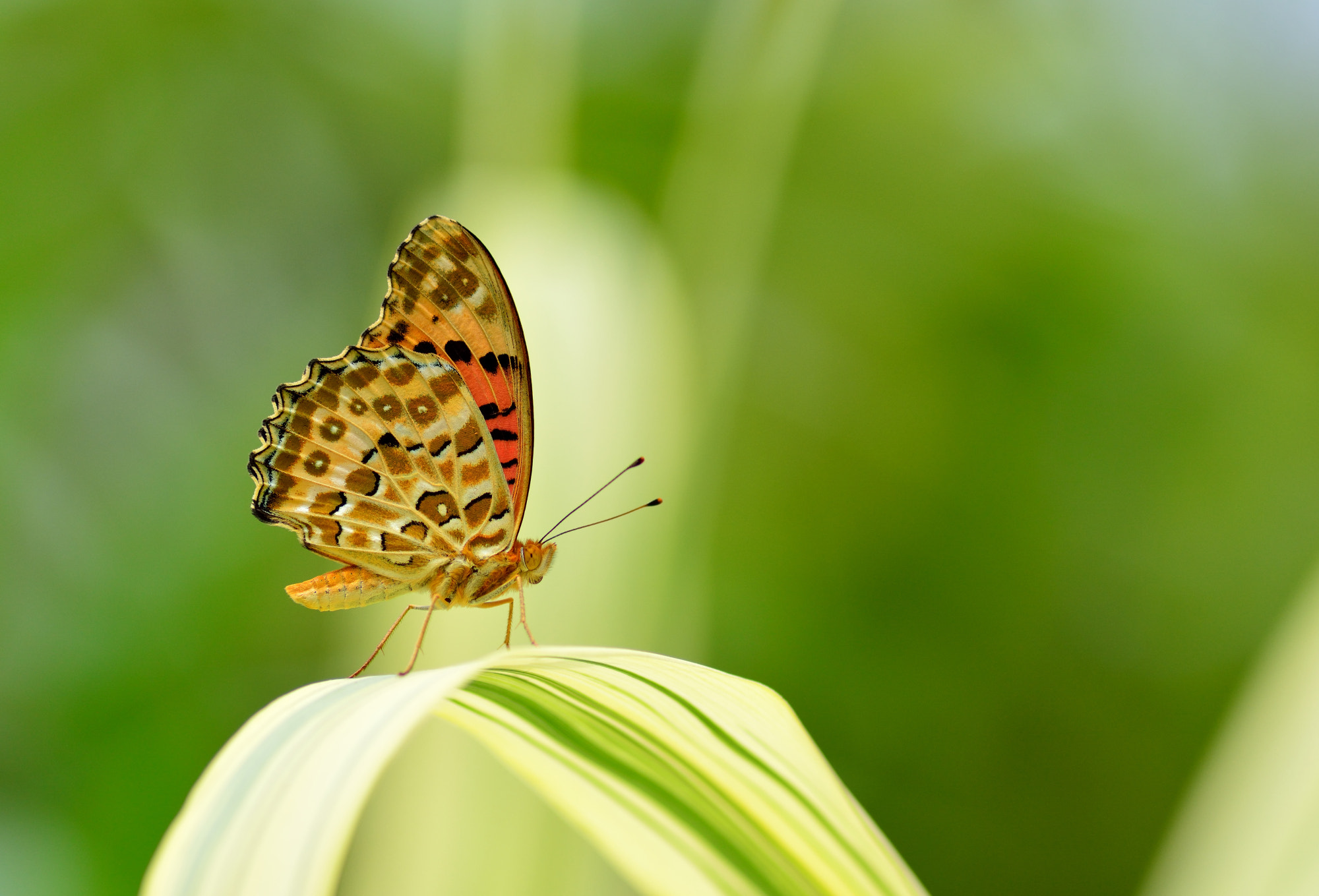 Nikon D5200 + Nikon AF Nikkor 180mm F2.8D ED-IF sample photo. Leopard print butterfly photography