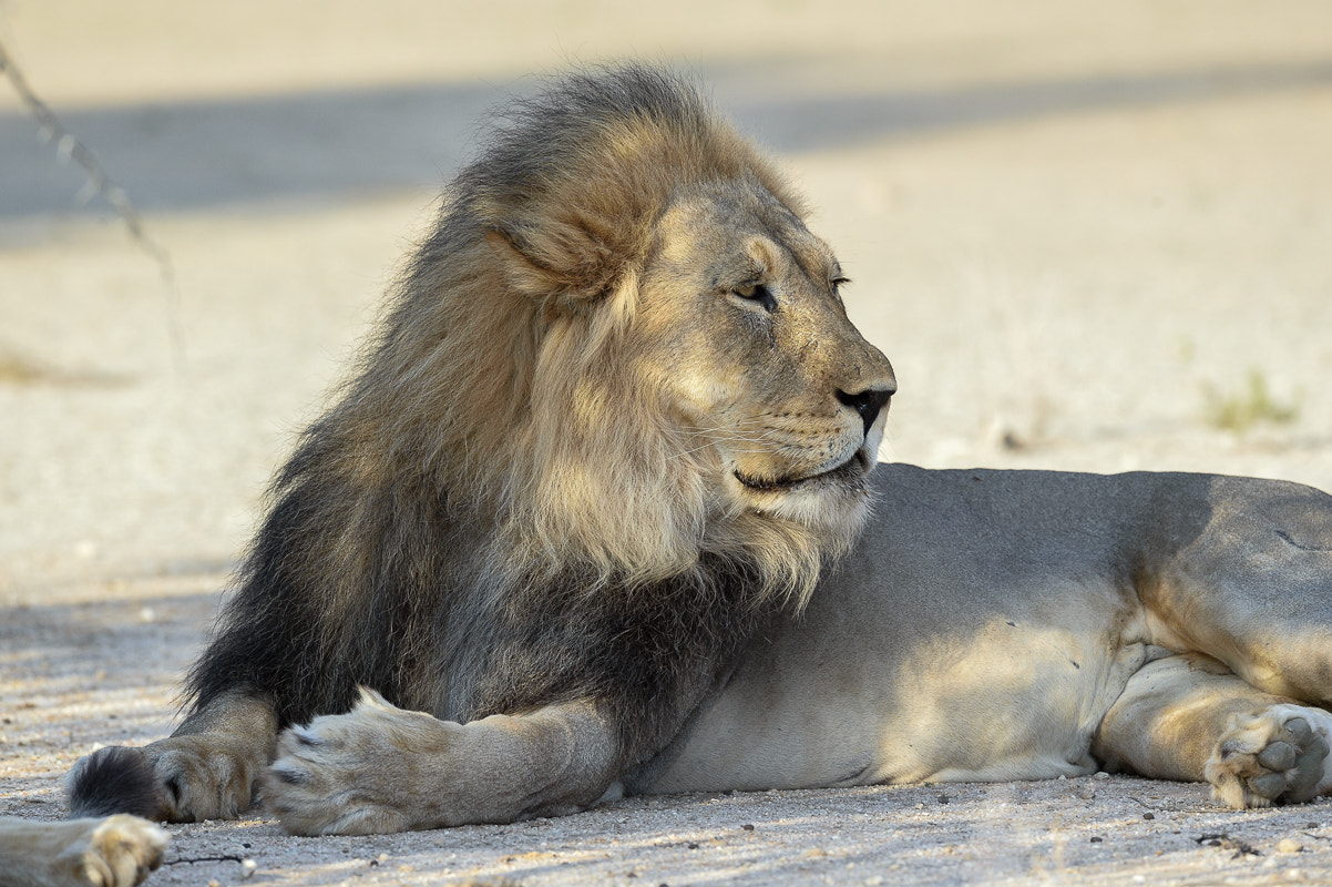 Nikon D4S + Nikon AF-S Nikkor 500mm F4G ED VR sample photo. The king photography