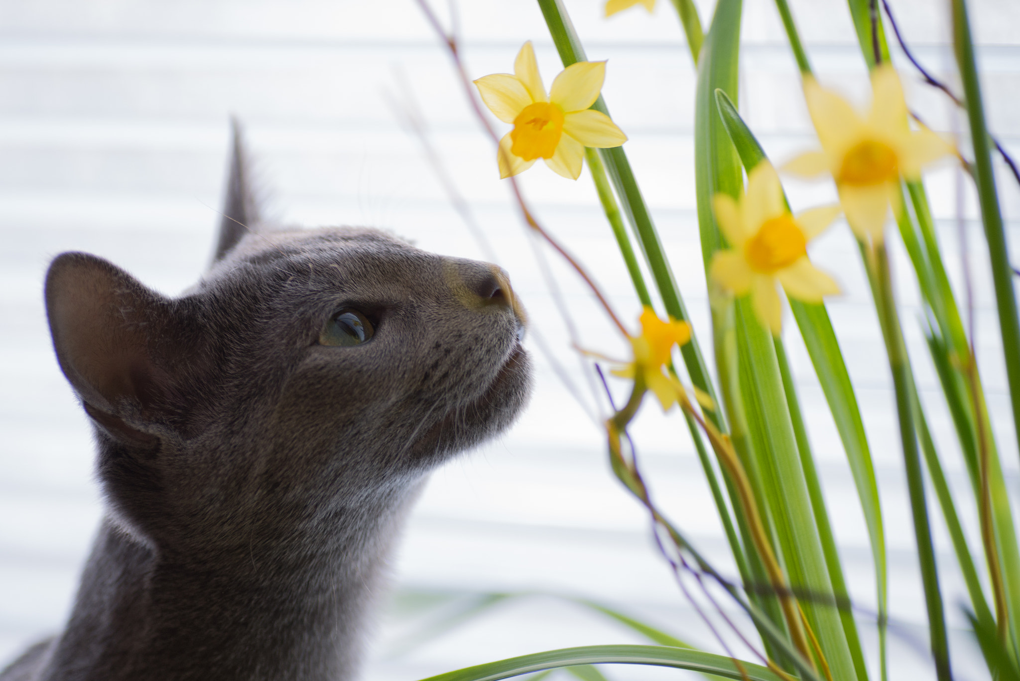 Nikon D600 sample photo. Spring is coming photography
