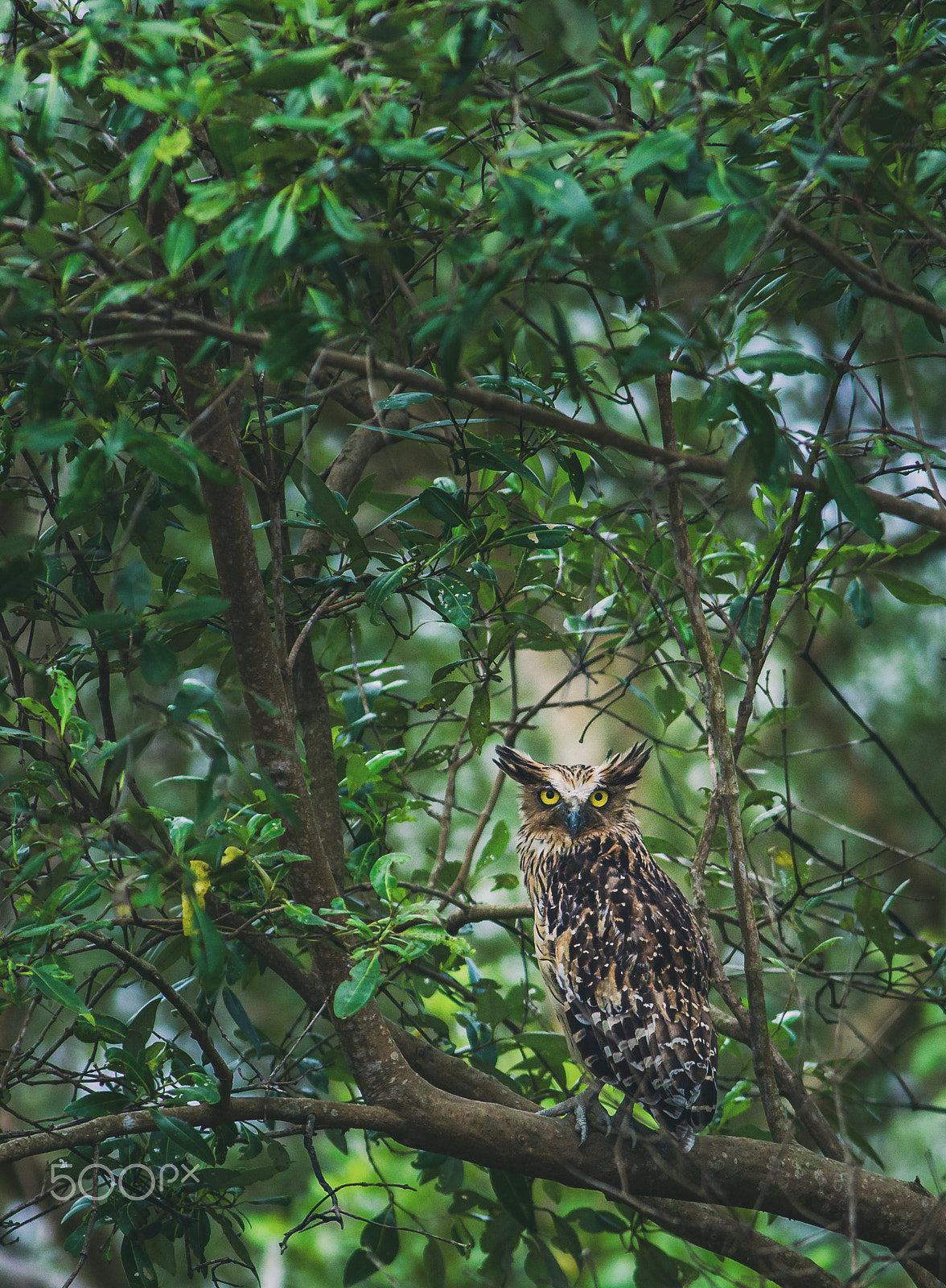 Canon EOS 60D + Canon EF 400mm F5.6L USM sample photo. The headmaster of the mangroves photography