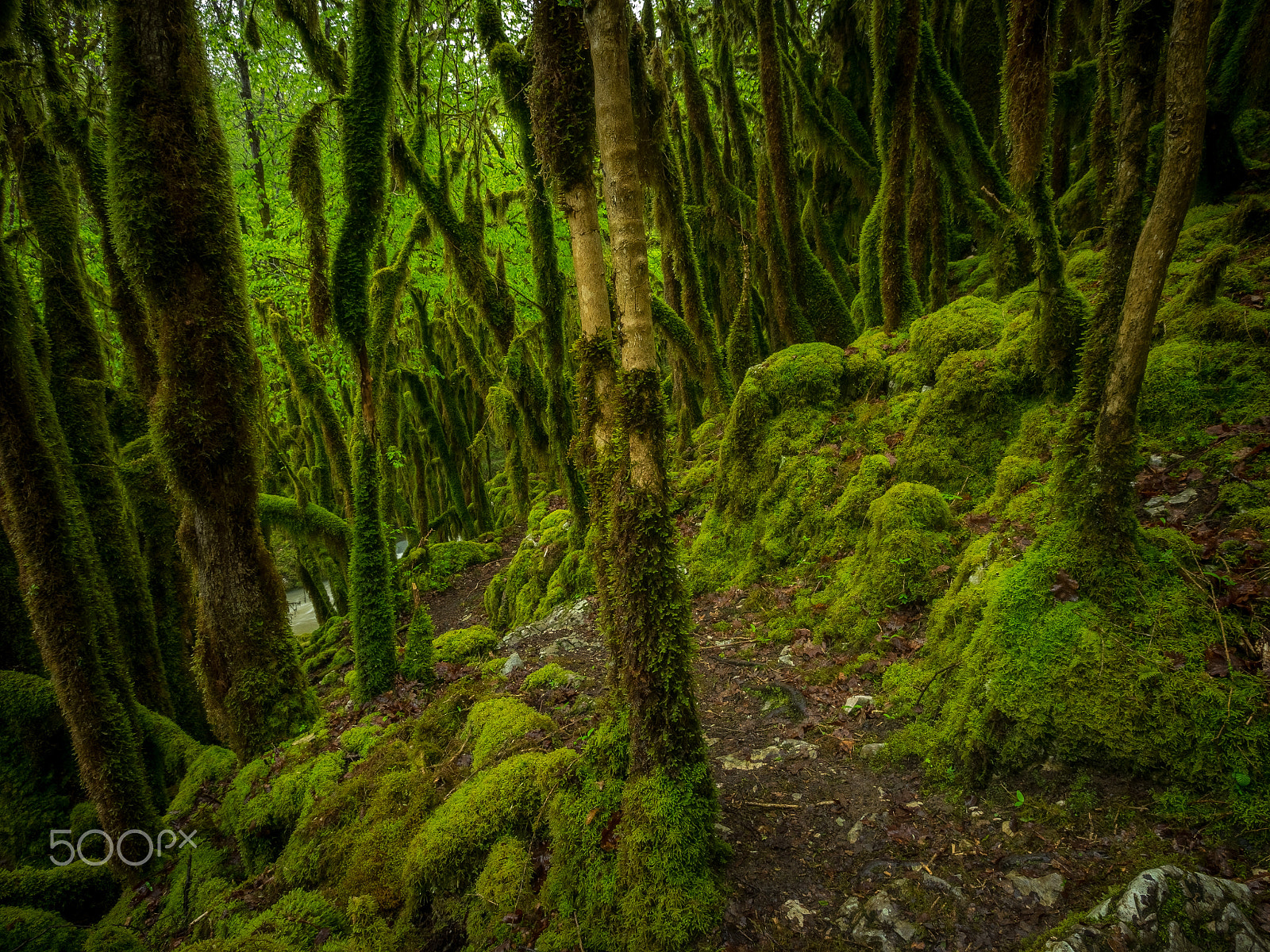 Olympus Zuiko Digital ED 9-18mm F4.0-5.6 sample photo. Labyrinth photography