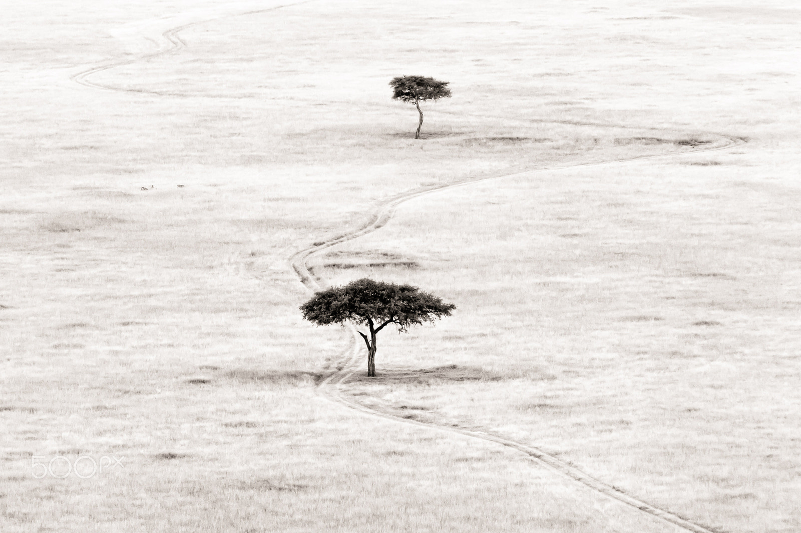 Canon EF 70-200mm F4L IS USM sample photo. Early morning on the masai mara photography