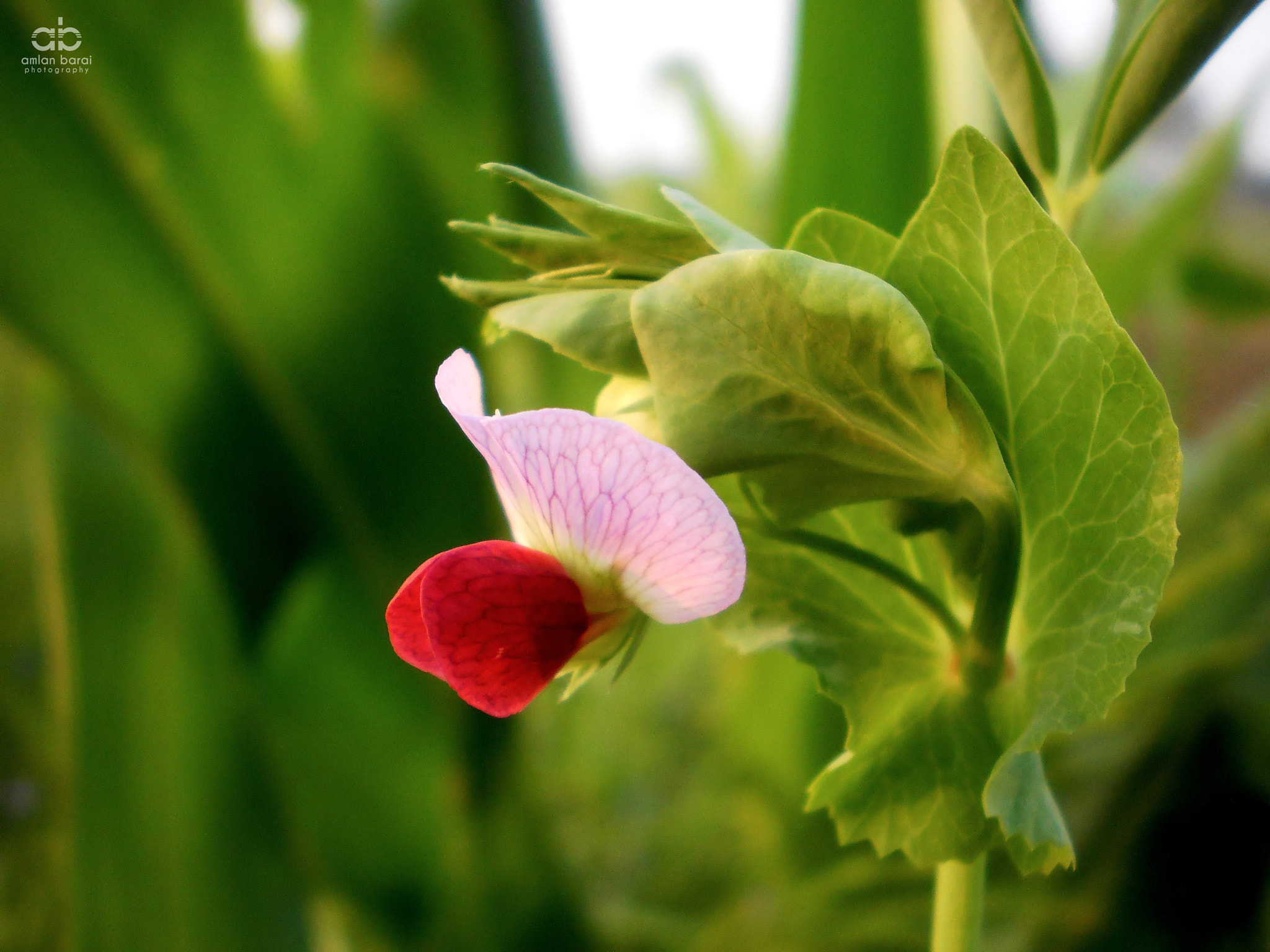 Olympus T105,T100,X36 sample photo. Sweet pea with her sweeter flower... photography