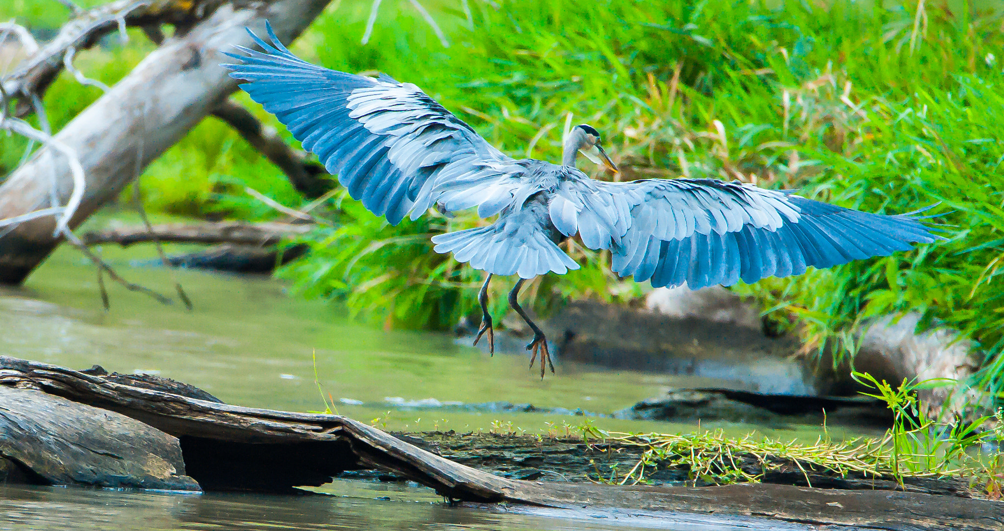 Nikon D3 sample photo. Blue heron at bennington lake kansas lg (of ) photography